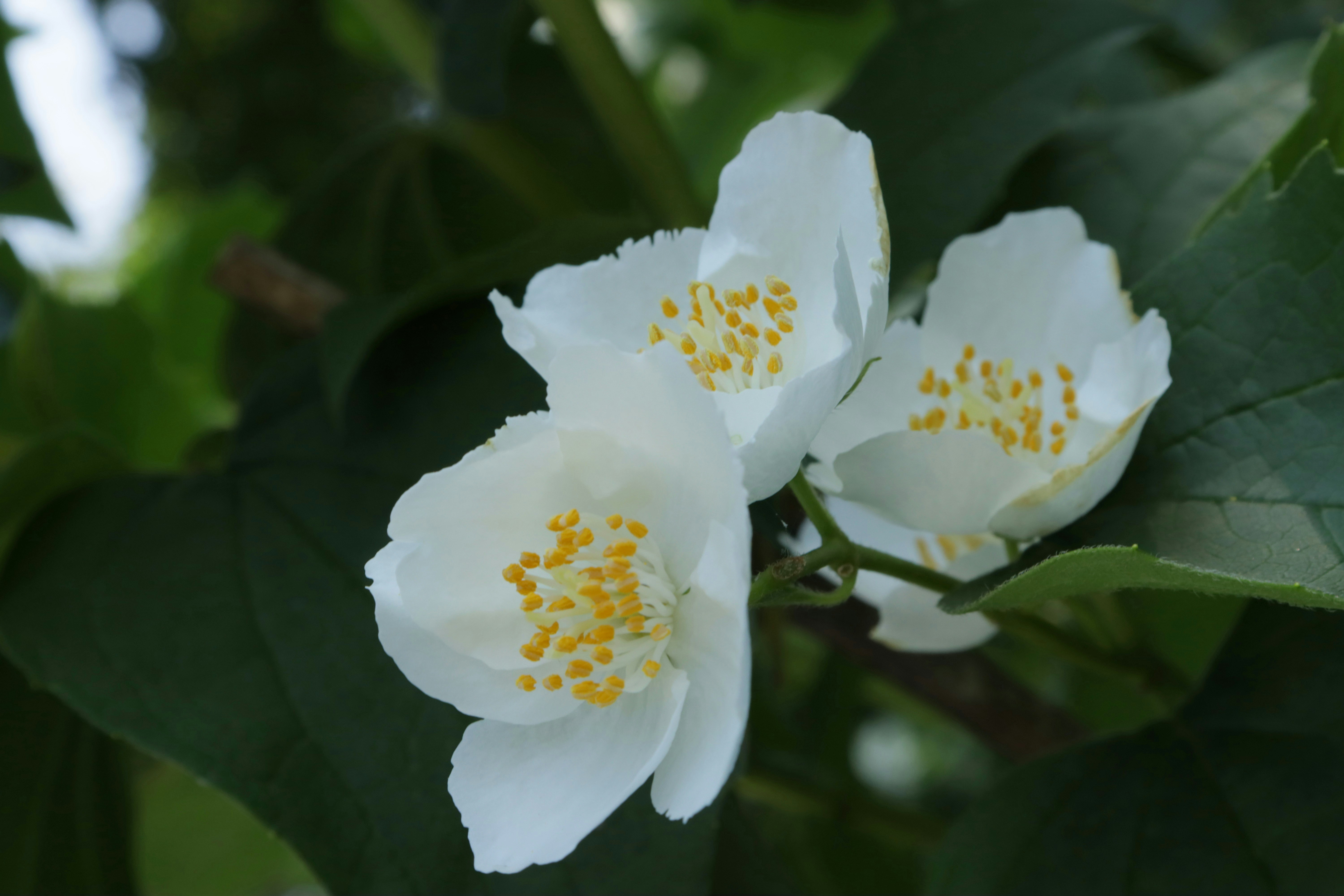 Photo by bored_mongoose