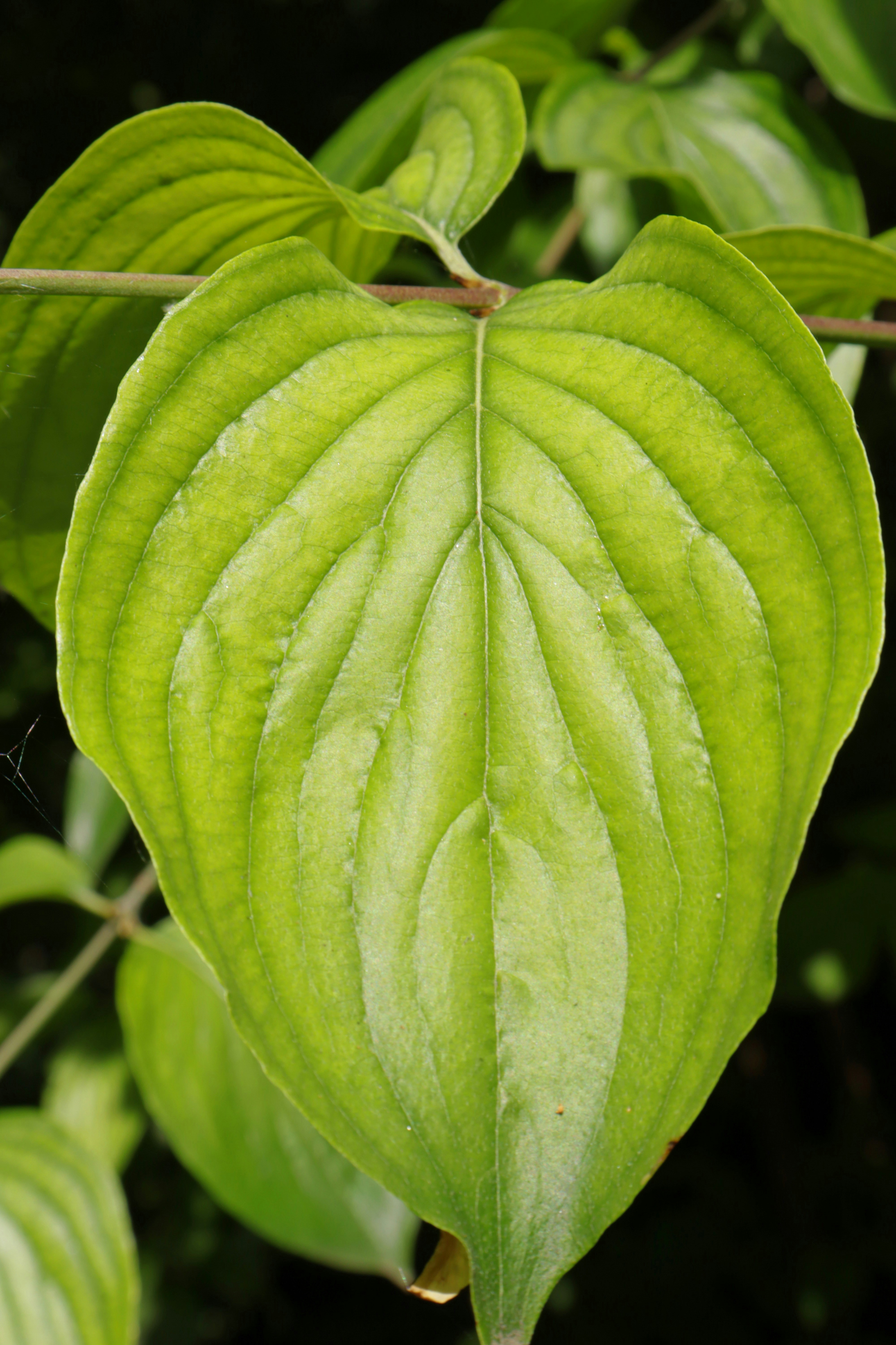 A bright green leaf with visible veins.