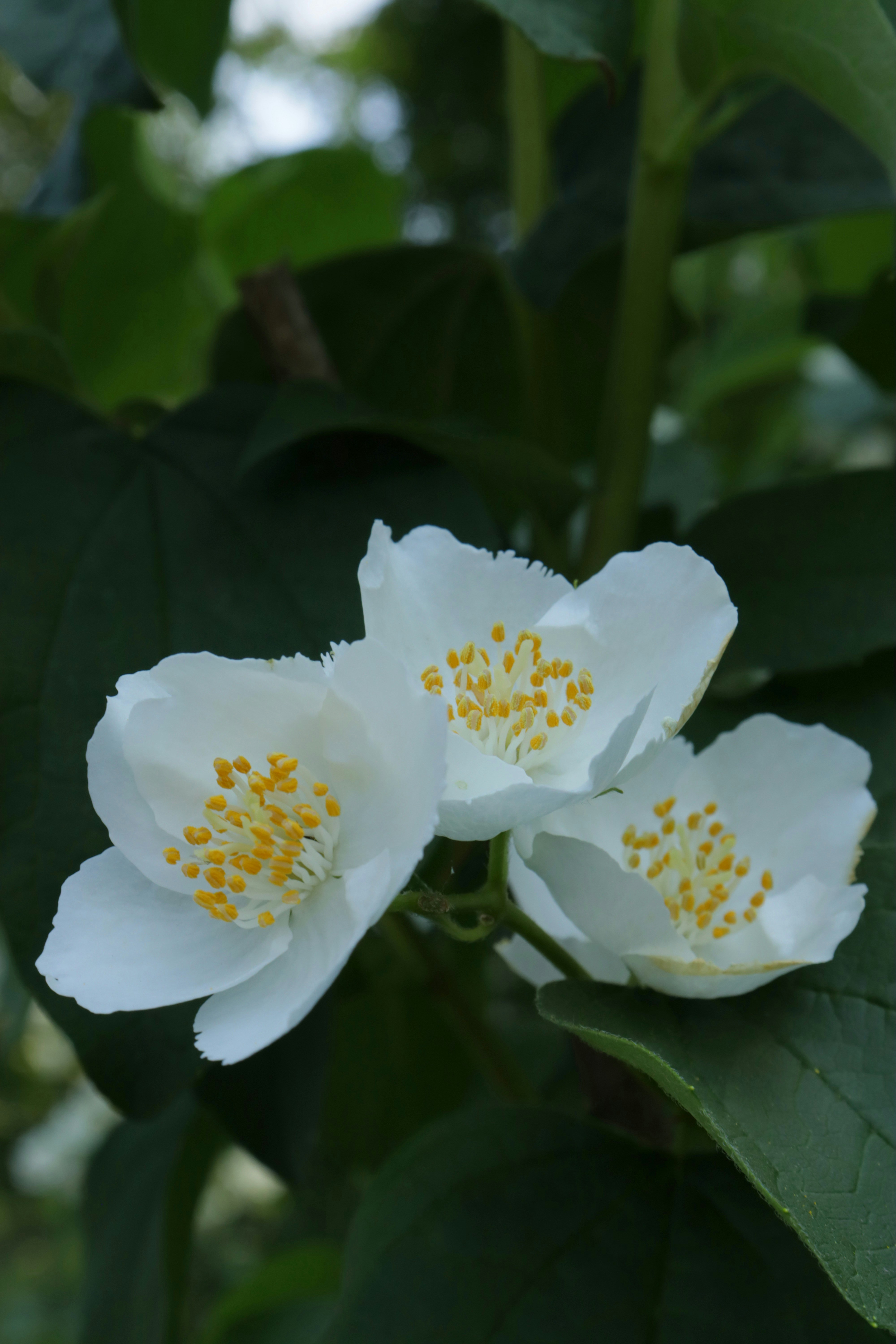 Photo by bored_mongoose