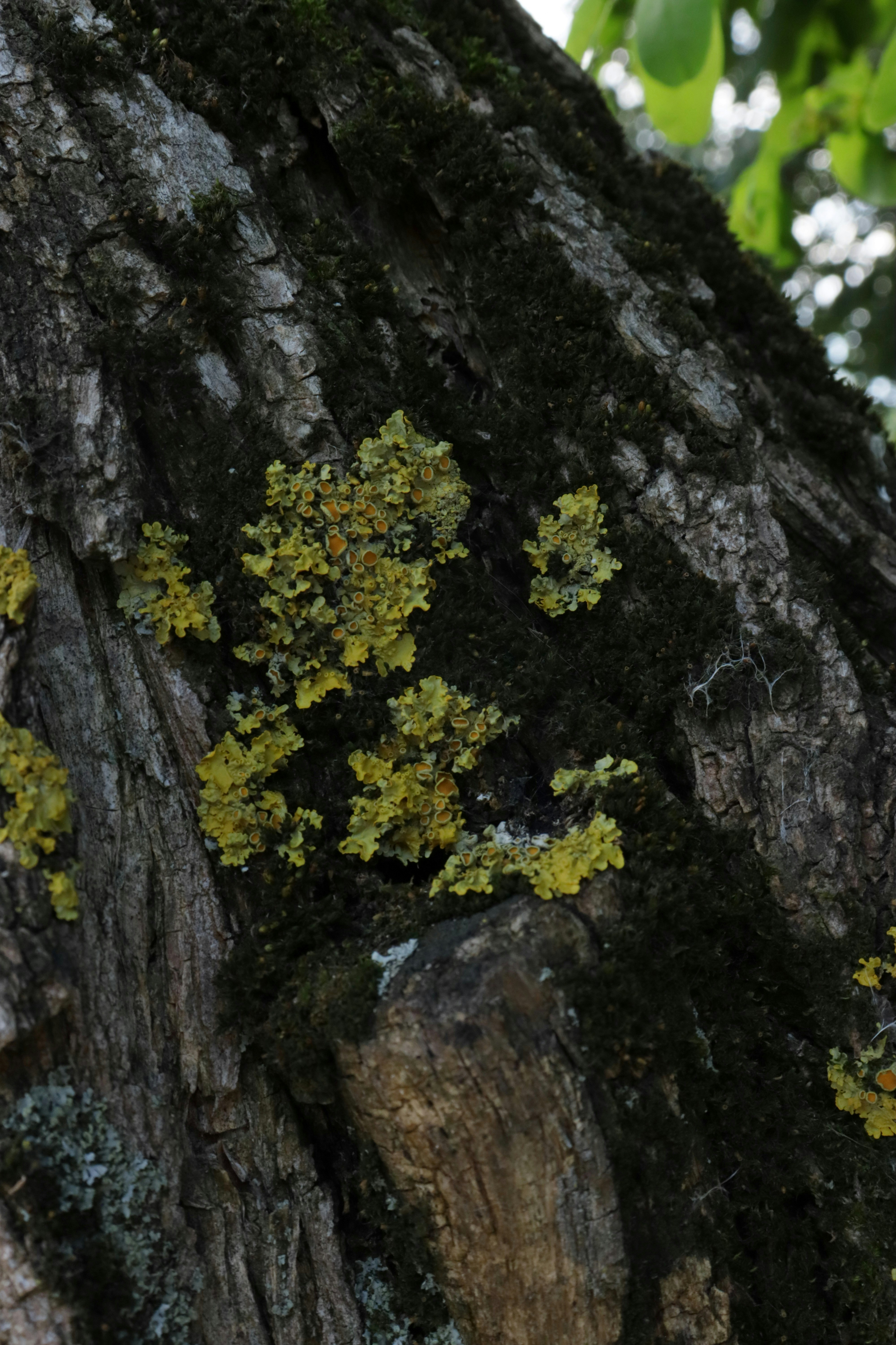 Photo by bored_mongoose