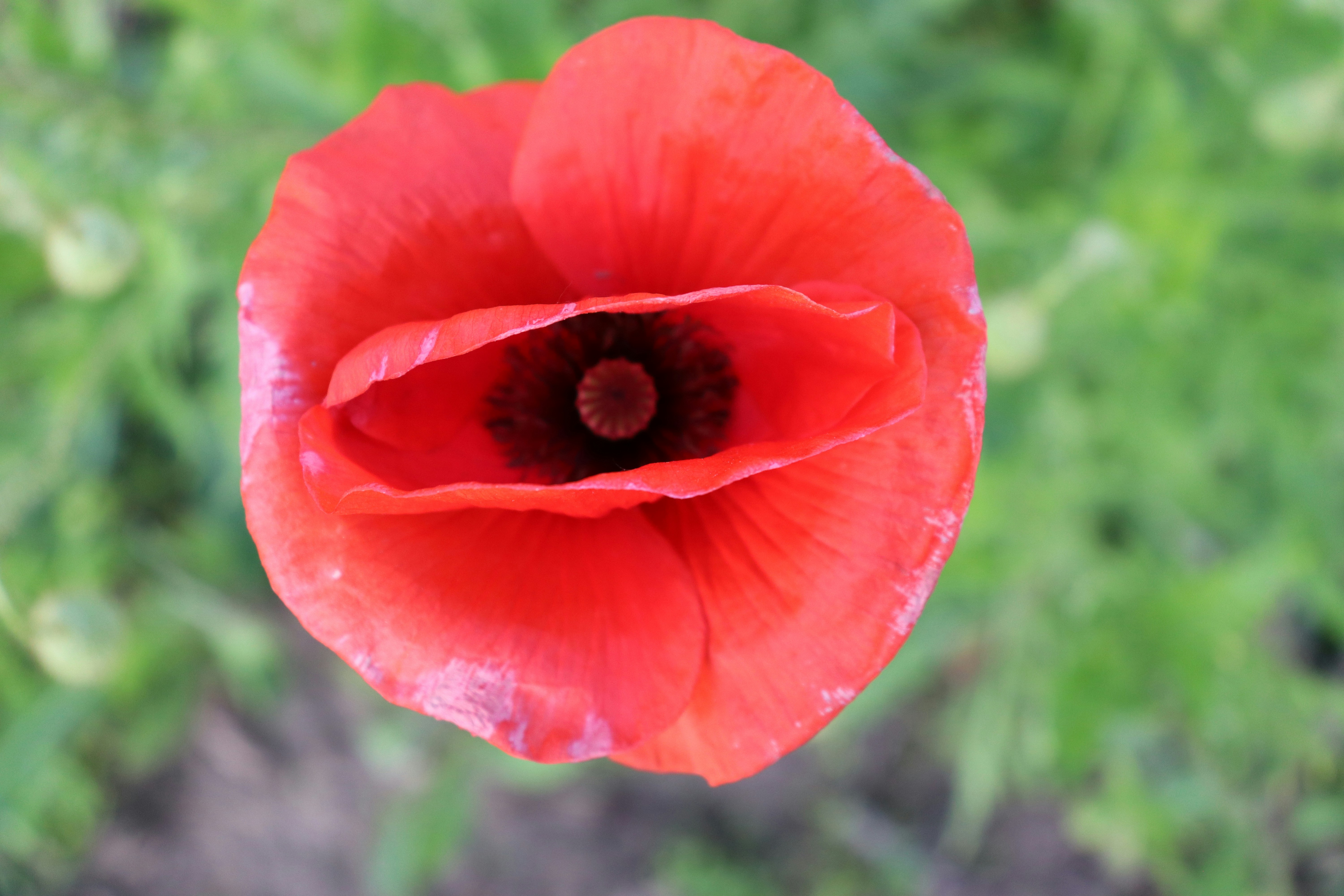 Photo by sergiyrozdolski