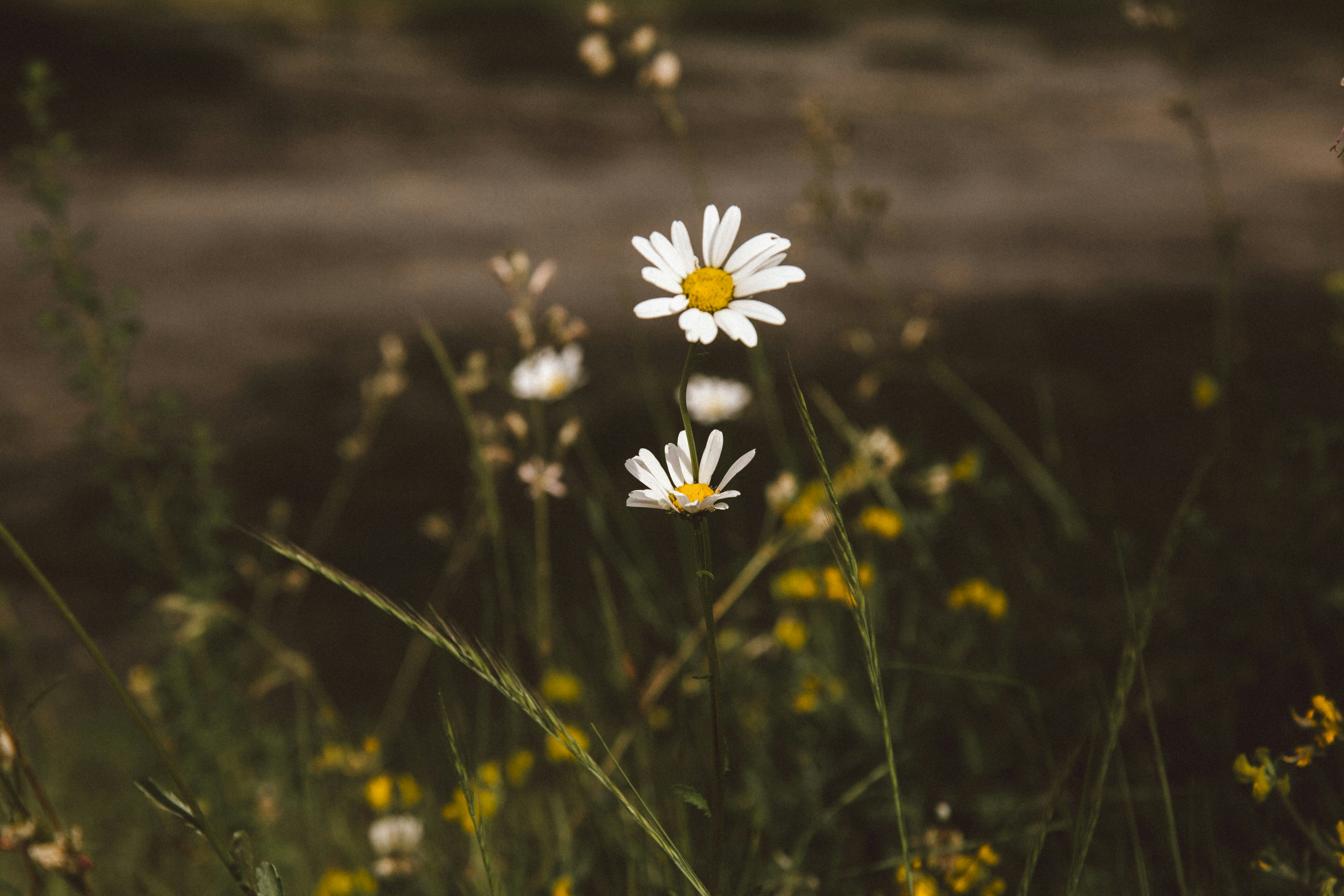 Photo by i_am_simoesse