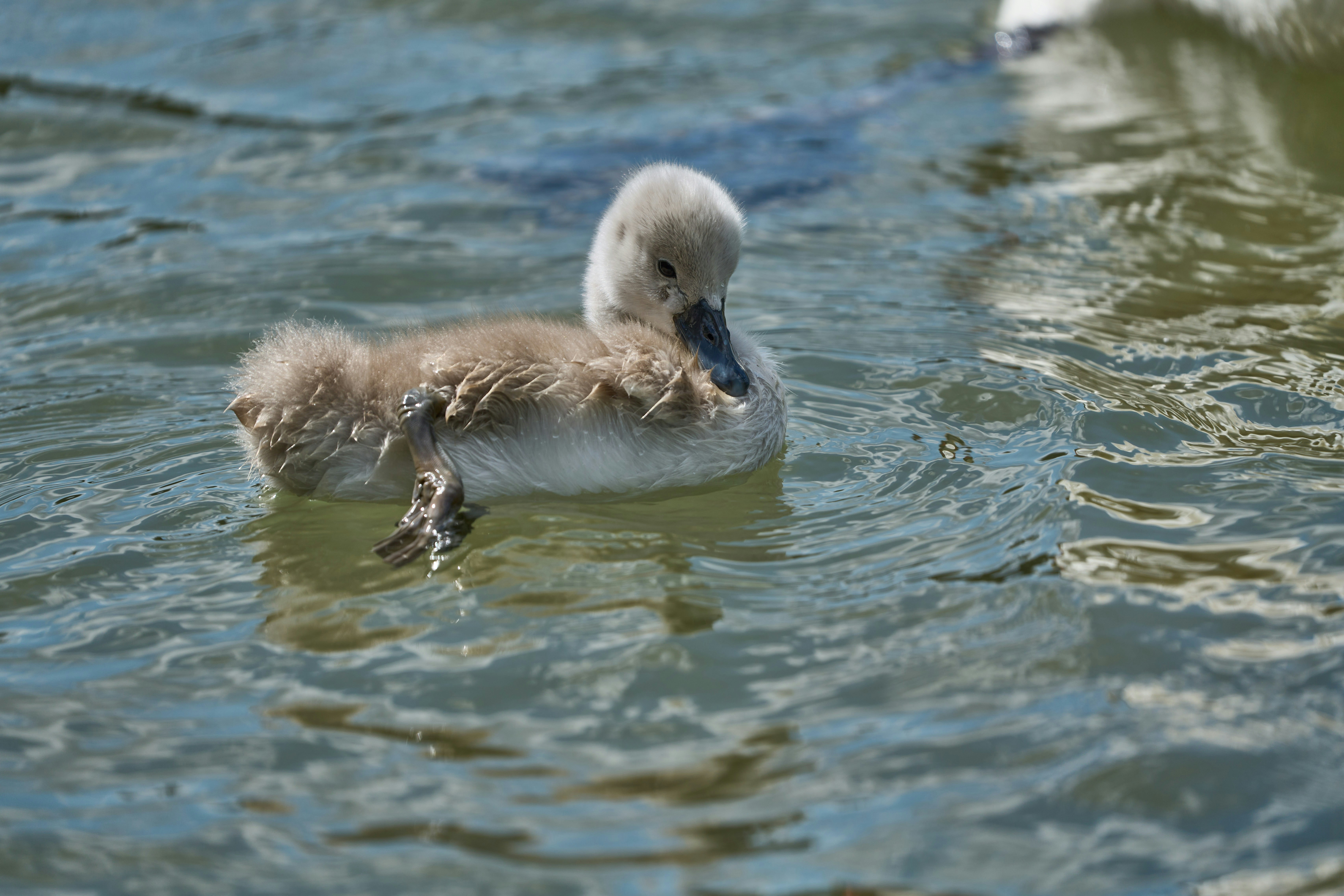 Photo by wolfgang_hasselmann