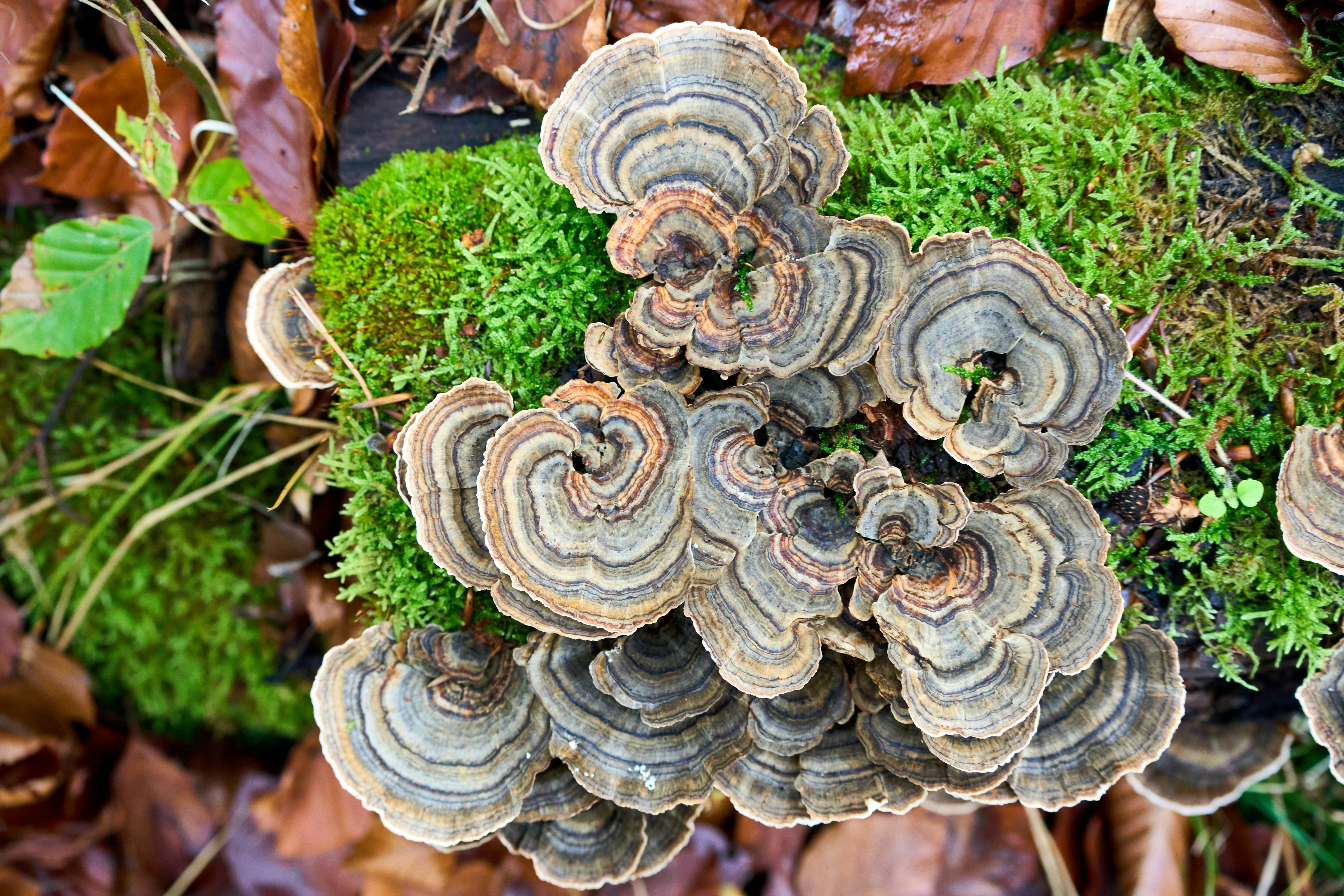 Photo by wolfgang_hasselmann