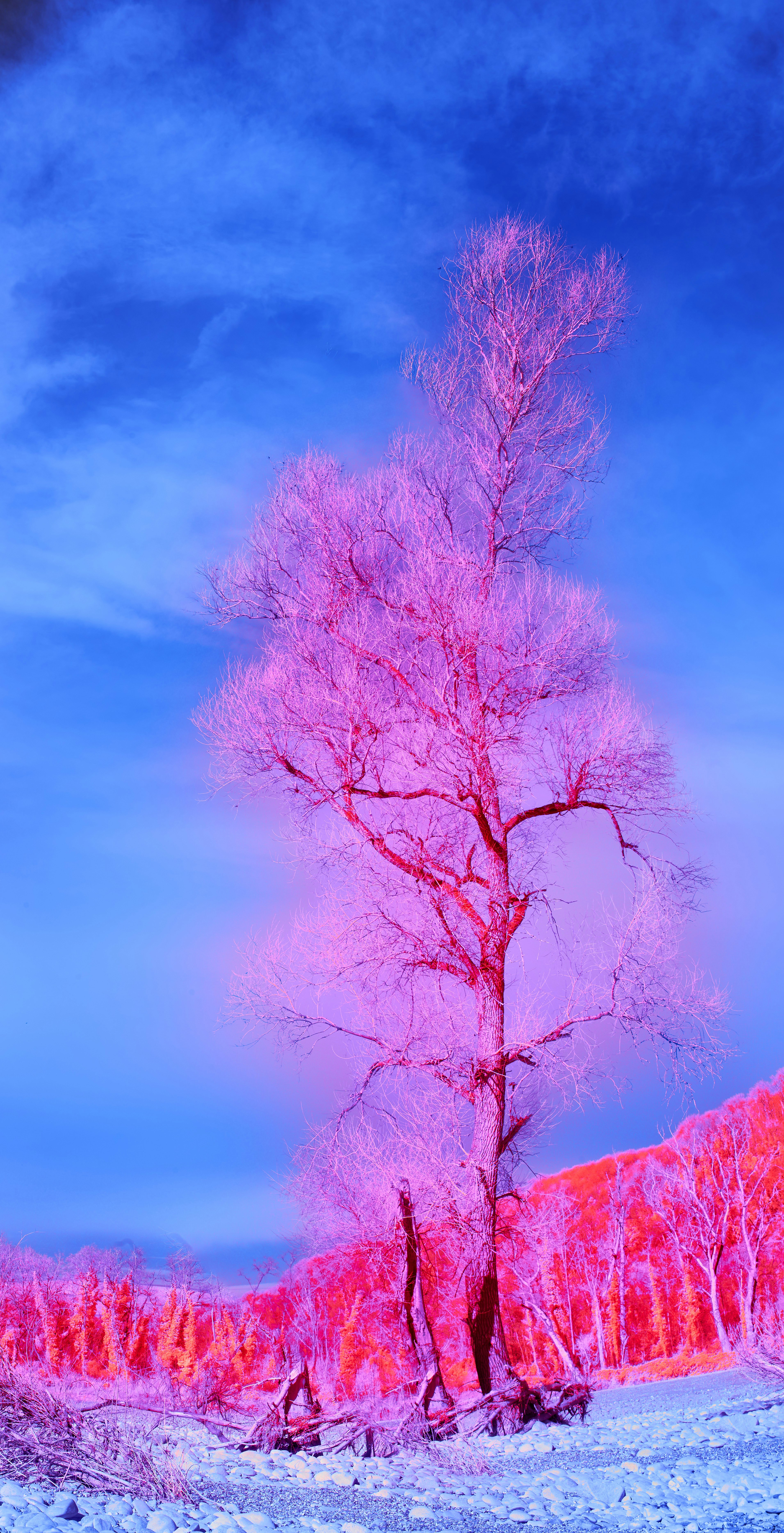 Purple tree stands in a surreal, colorful landscape. photo – Free Snow  Image on Unsplash, image size:3000x5864