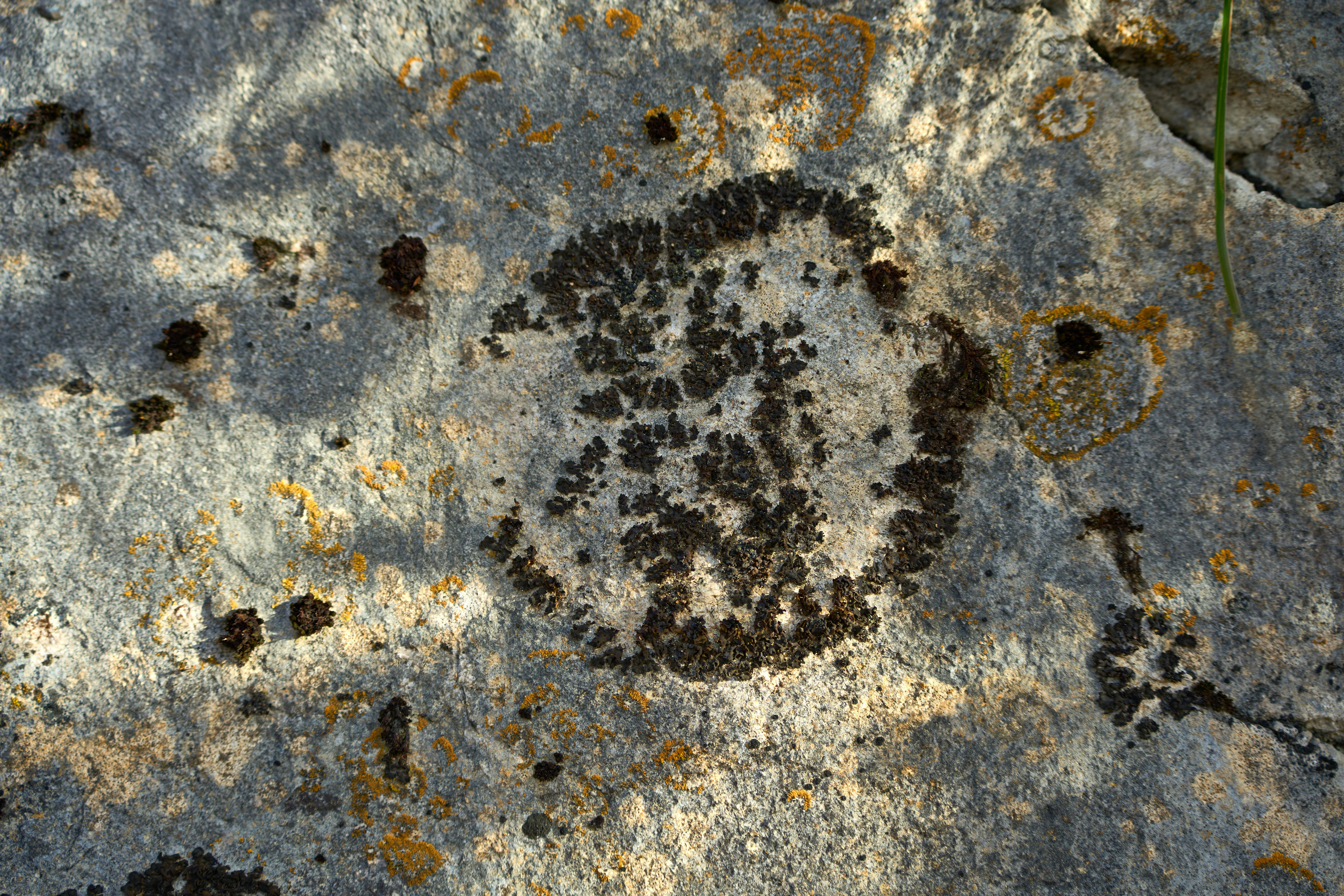 Photo by wolfgang_hasselmann