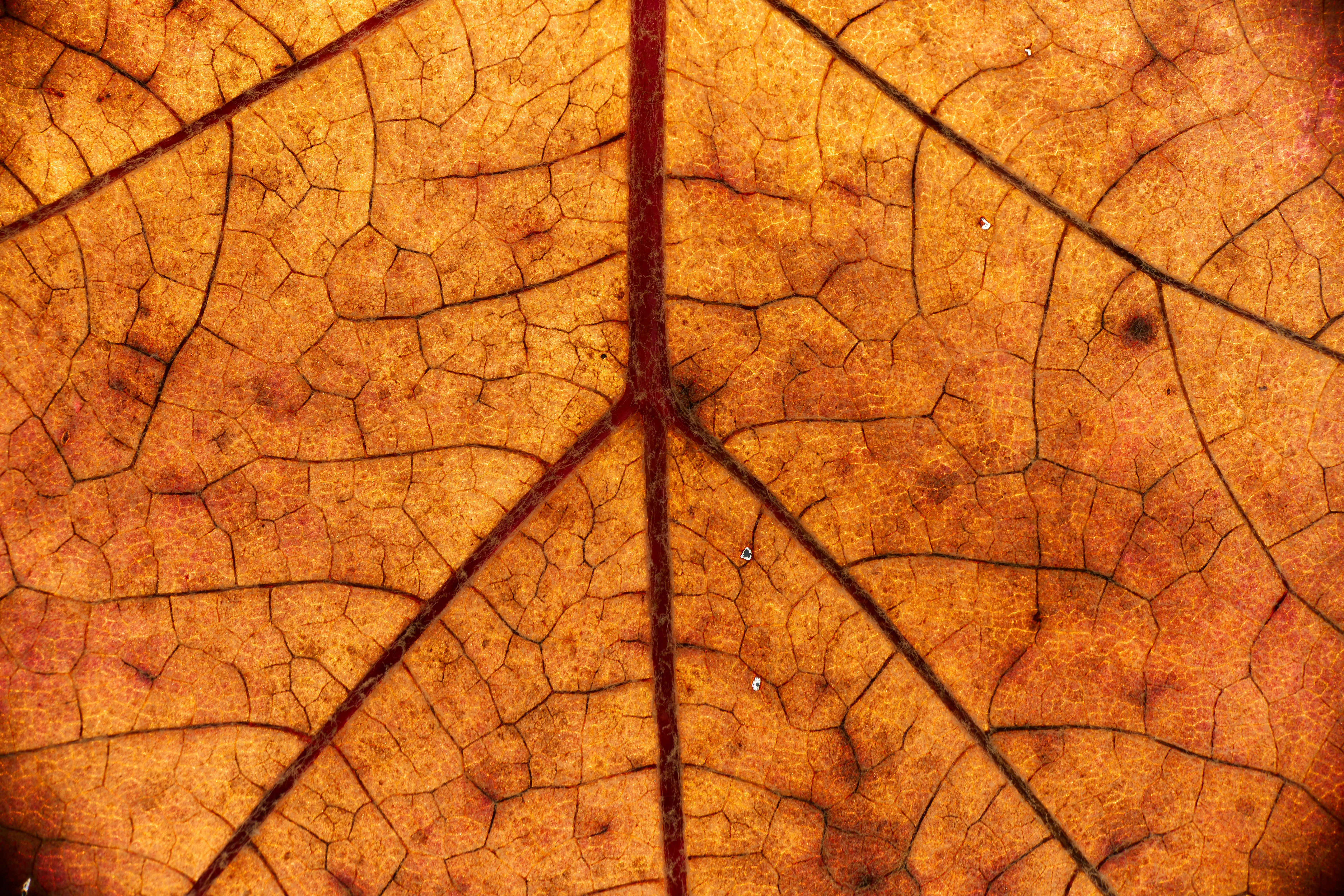 Photo by wolfgang_hasselmann