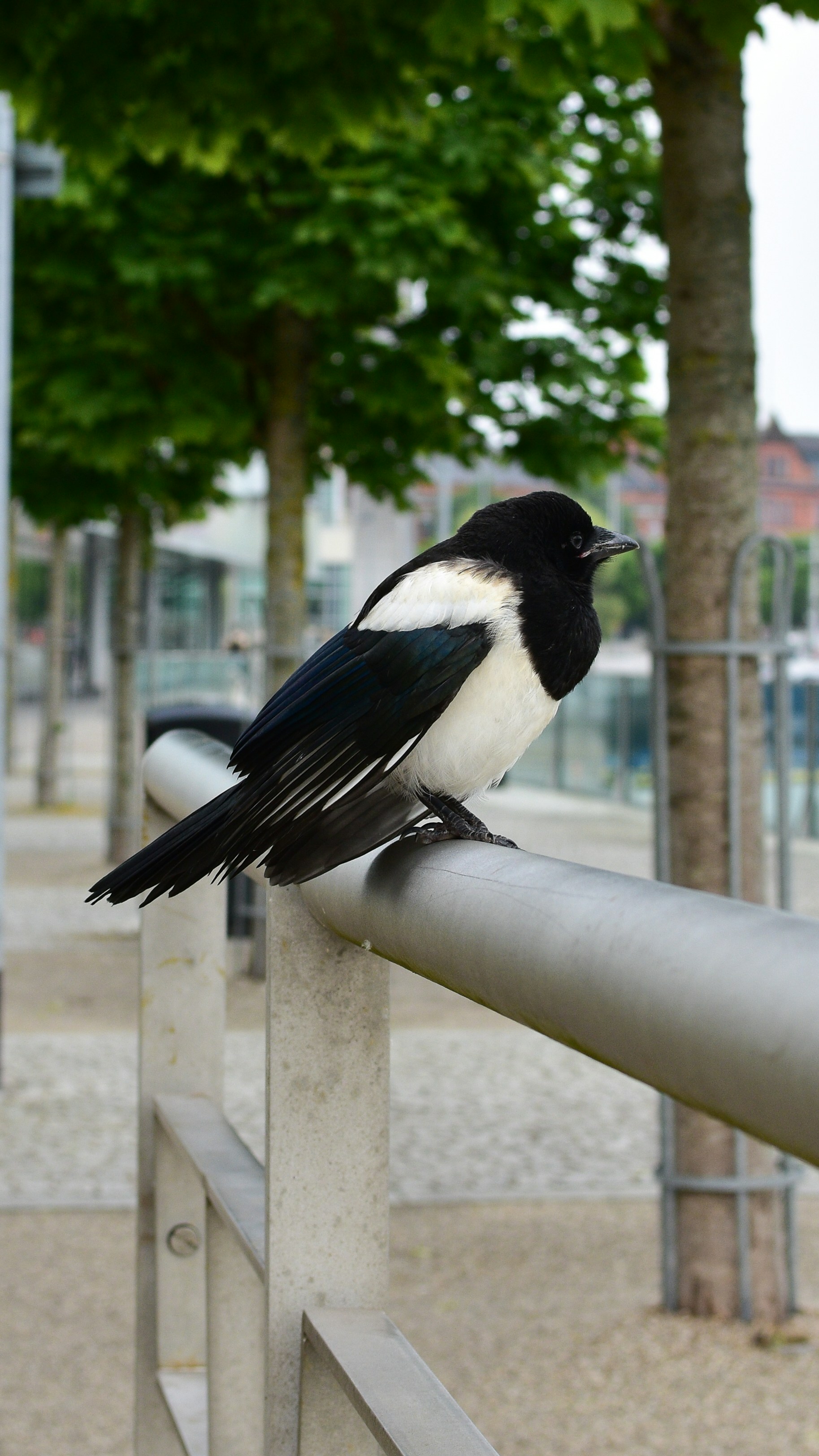 A magpie perches on a metal railing.