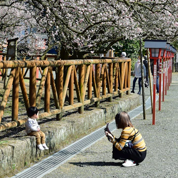 Woman takes a picture of a child under cherry blossoms.