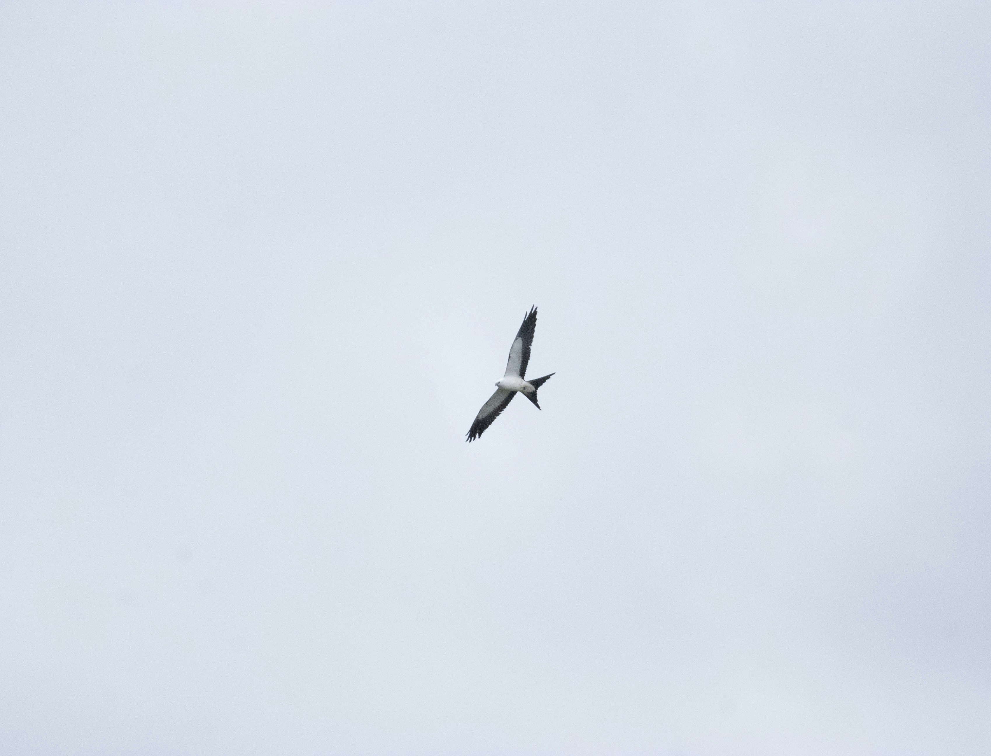 A bird soars through the cloudy sky.