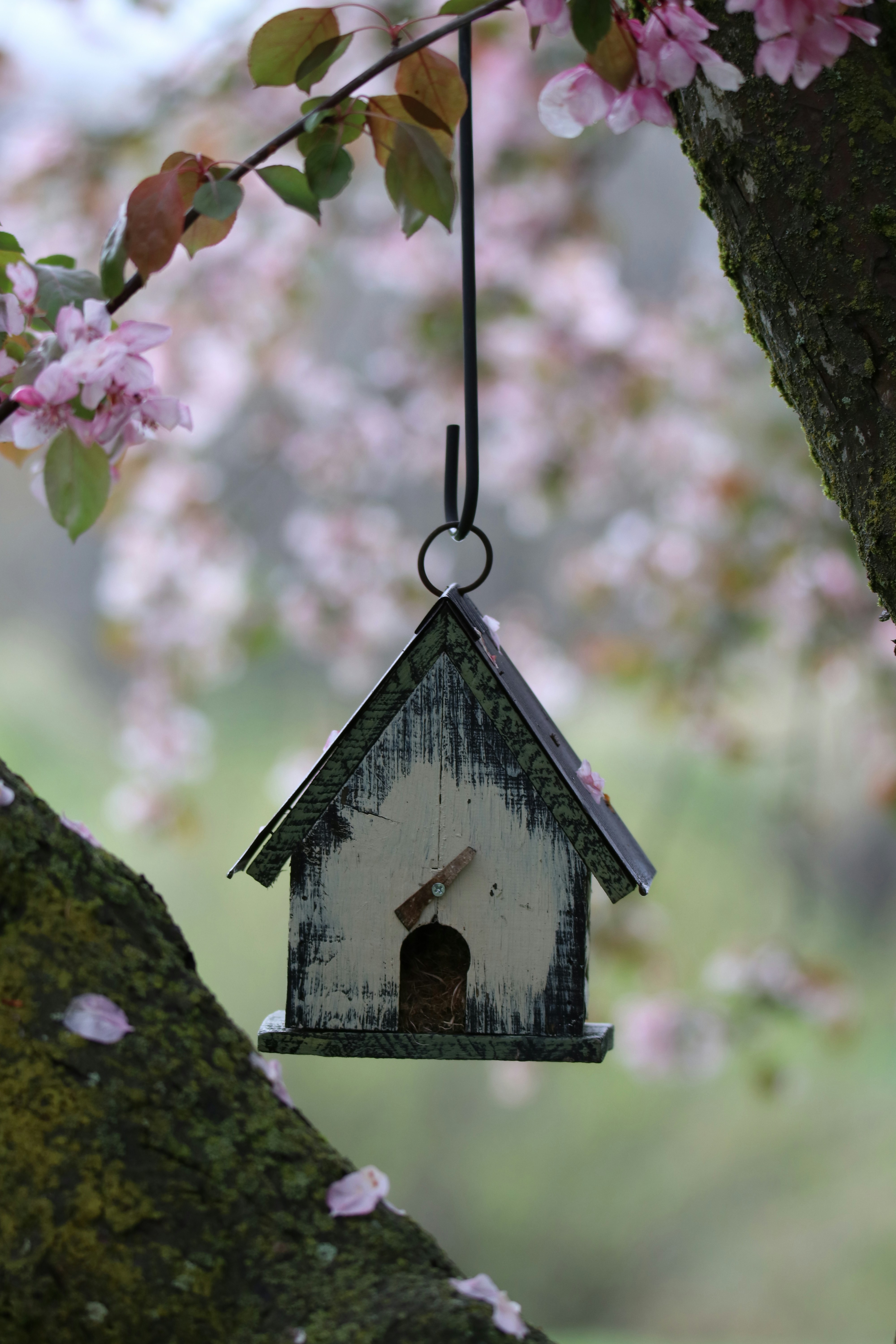Birdhouse hangs from tree branches with flowers.