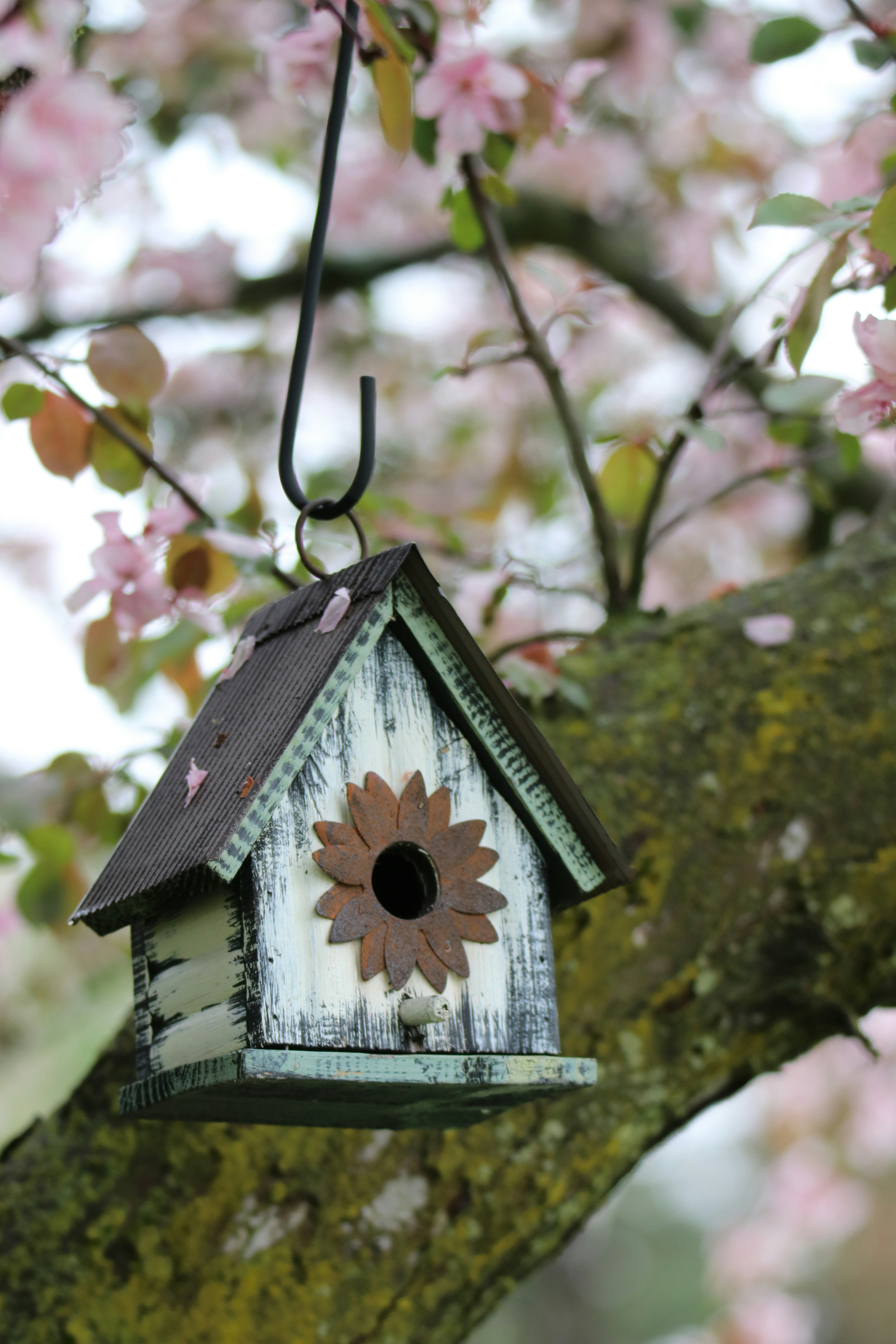 A birdhouse hangs on a flowering tree branch.