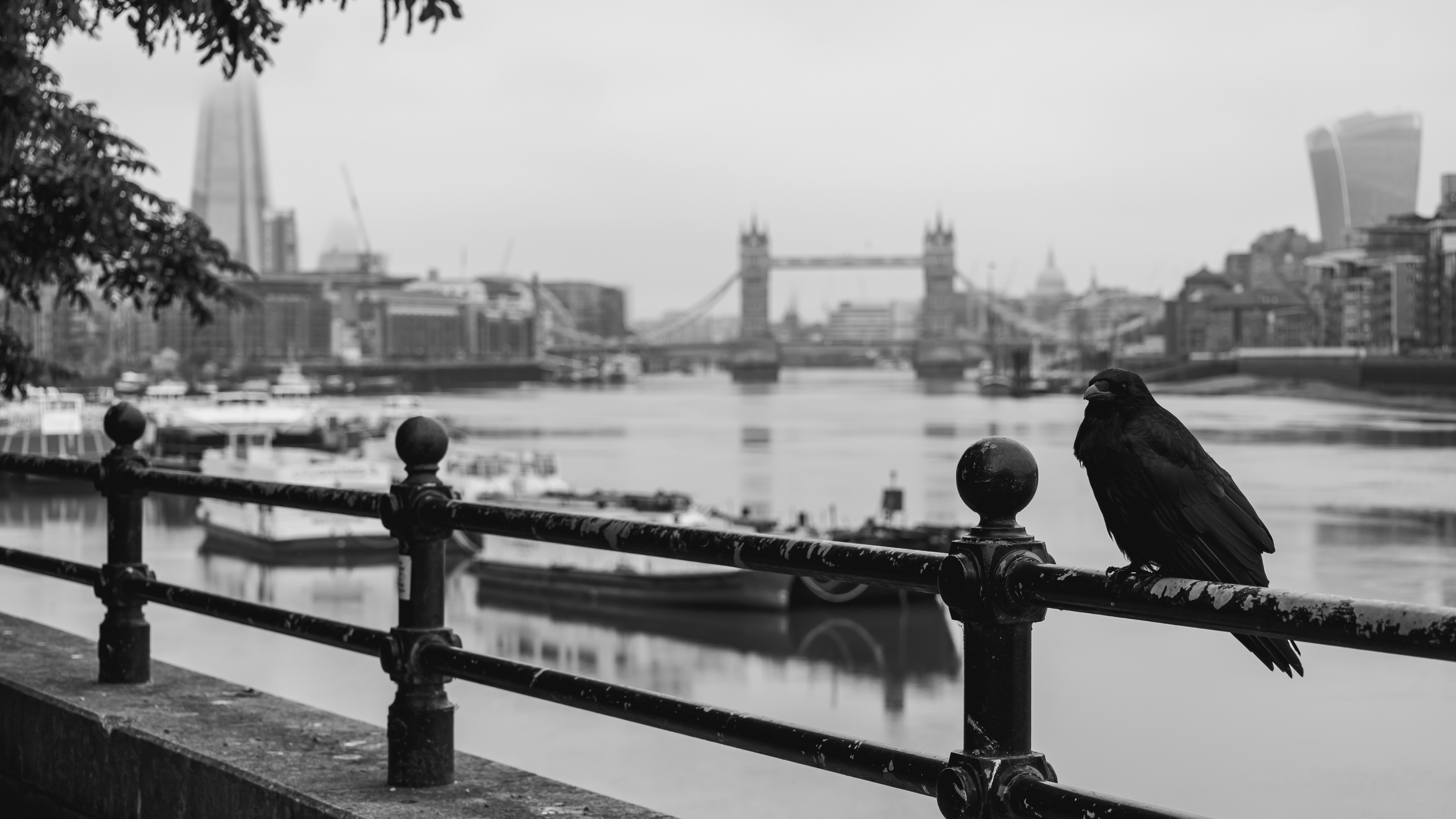 Pigeon observes london’s tower bridge and skyline.