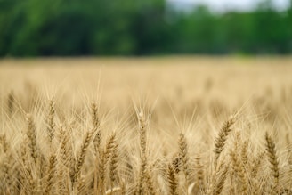 Ripe wheat in a field of gold.