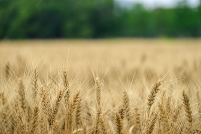 Ripe wheat in a field of gold.