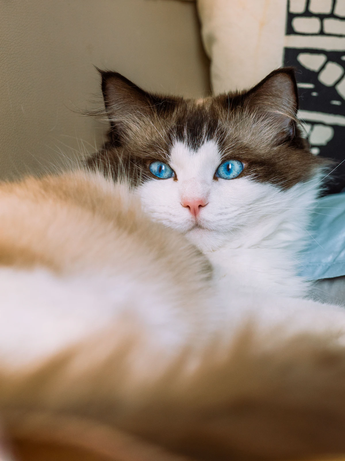 Ragdoll Kedisi: Özellikleri, Bakımı ve Yalnız Kalma Rehberi