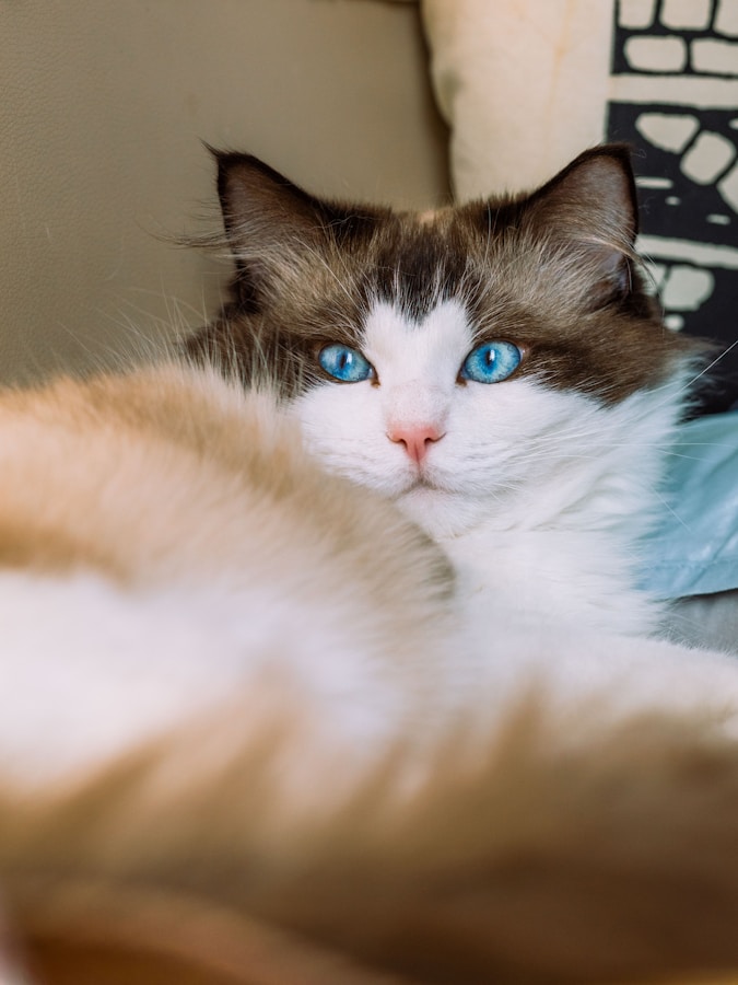 Ragdoll Cat