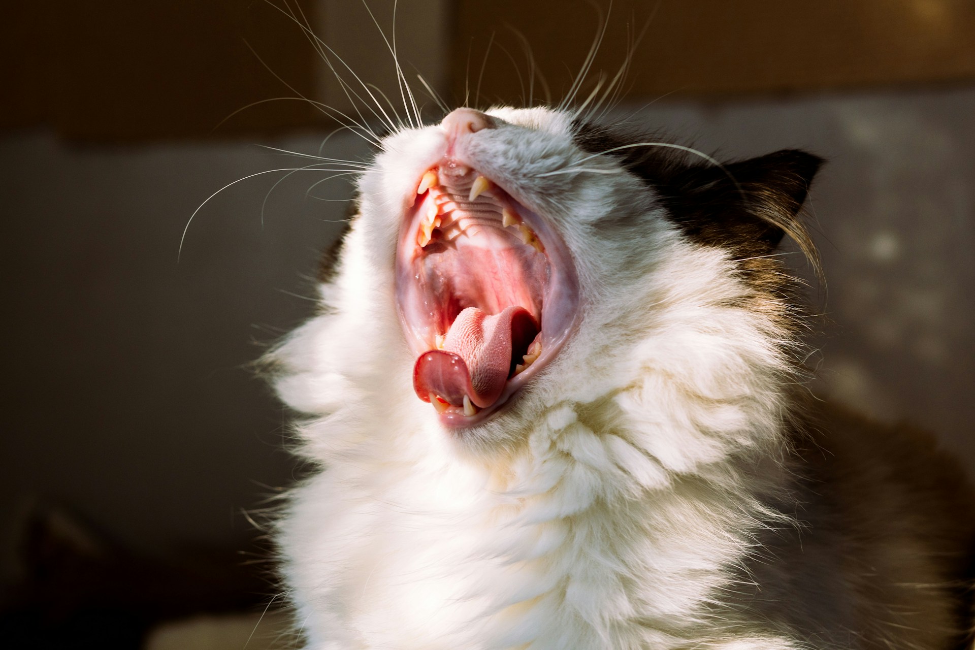A cat mid-yawn shows off its big mouth.