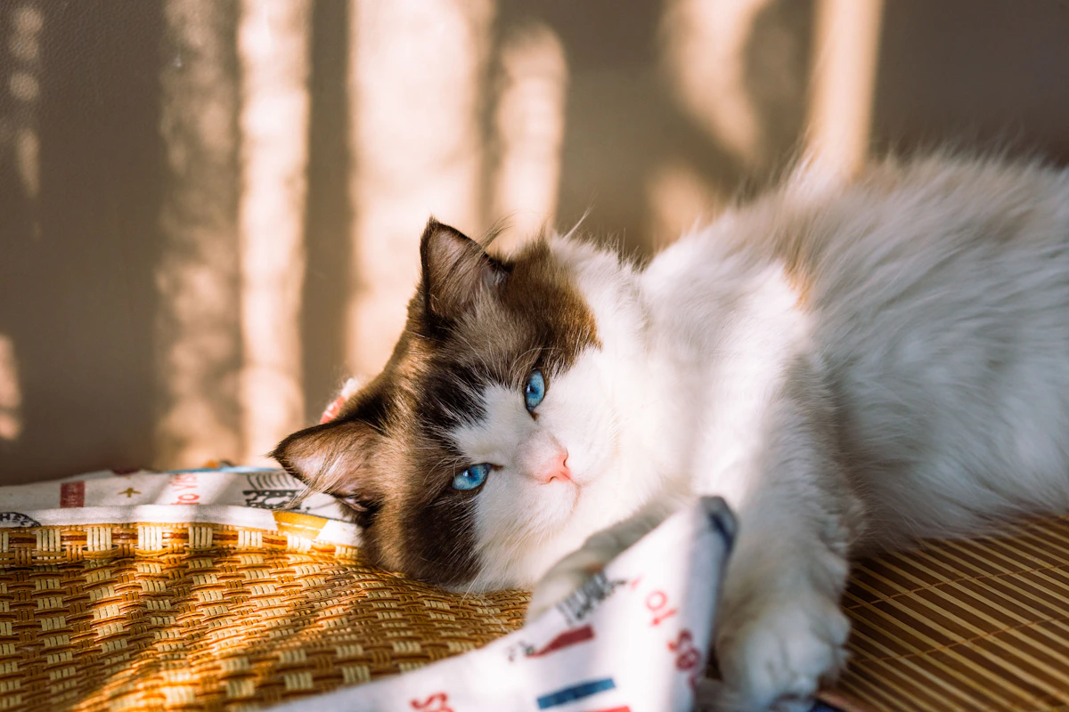 Ragdoll cat portrait
