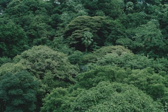 Lush green trees densely fill the landscape.
