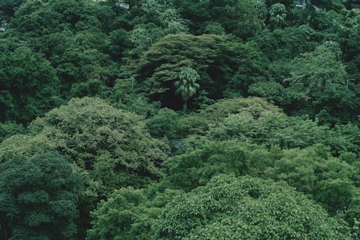 Lush green trees densely fill the landscape.
