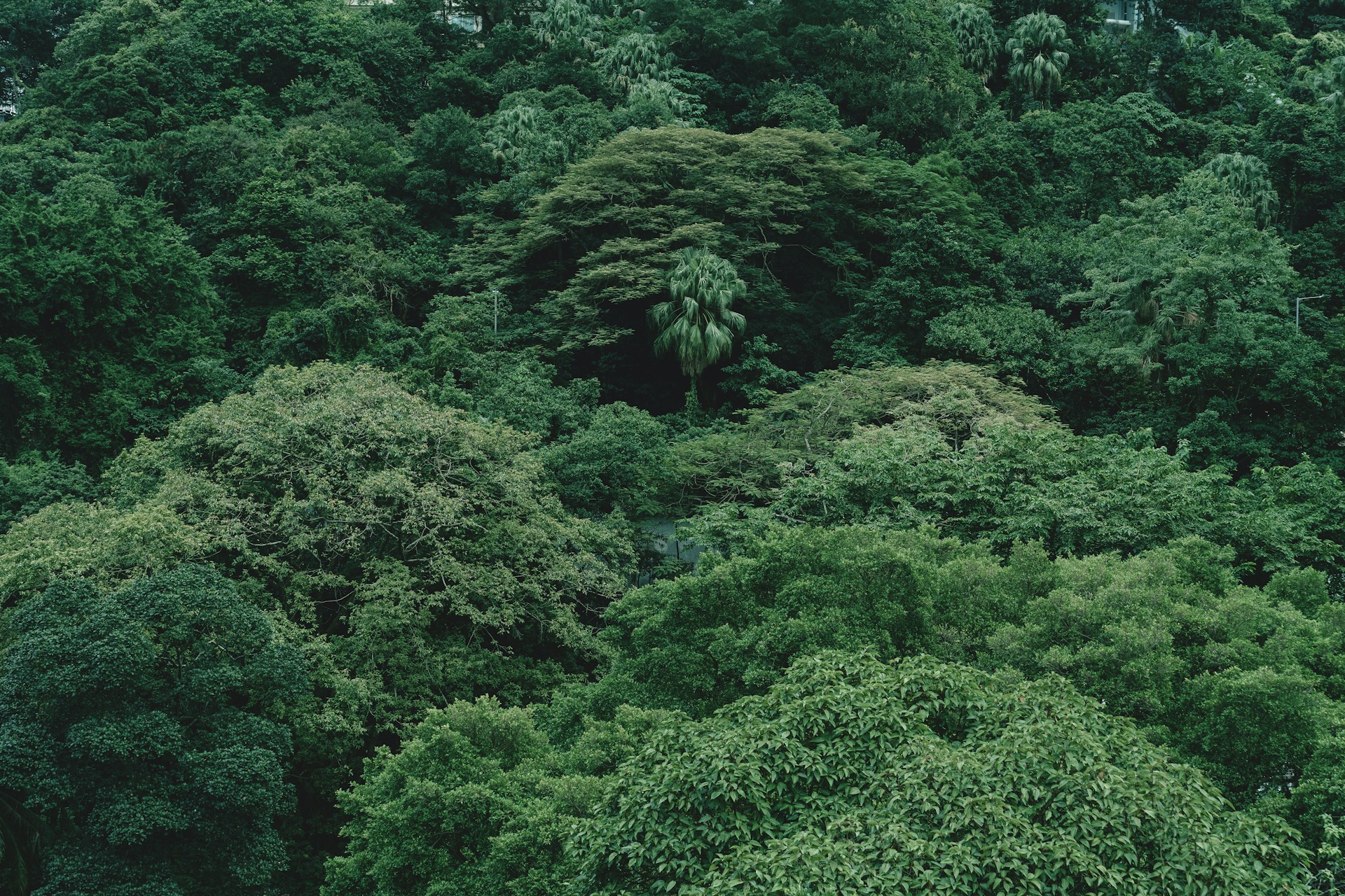 Lush green trees densely fill the landscape.