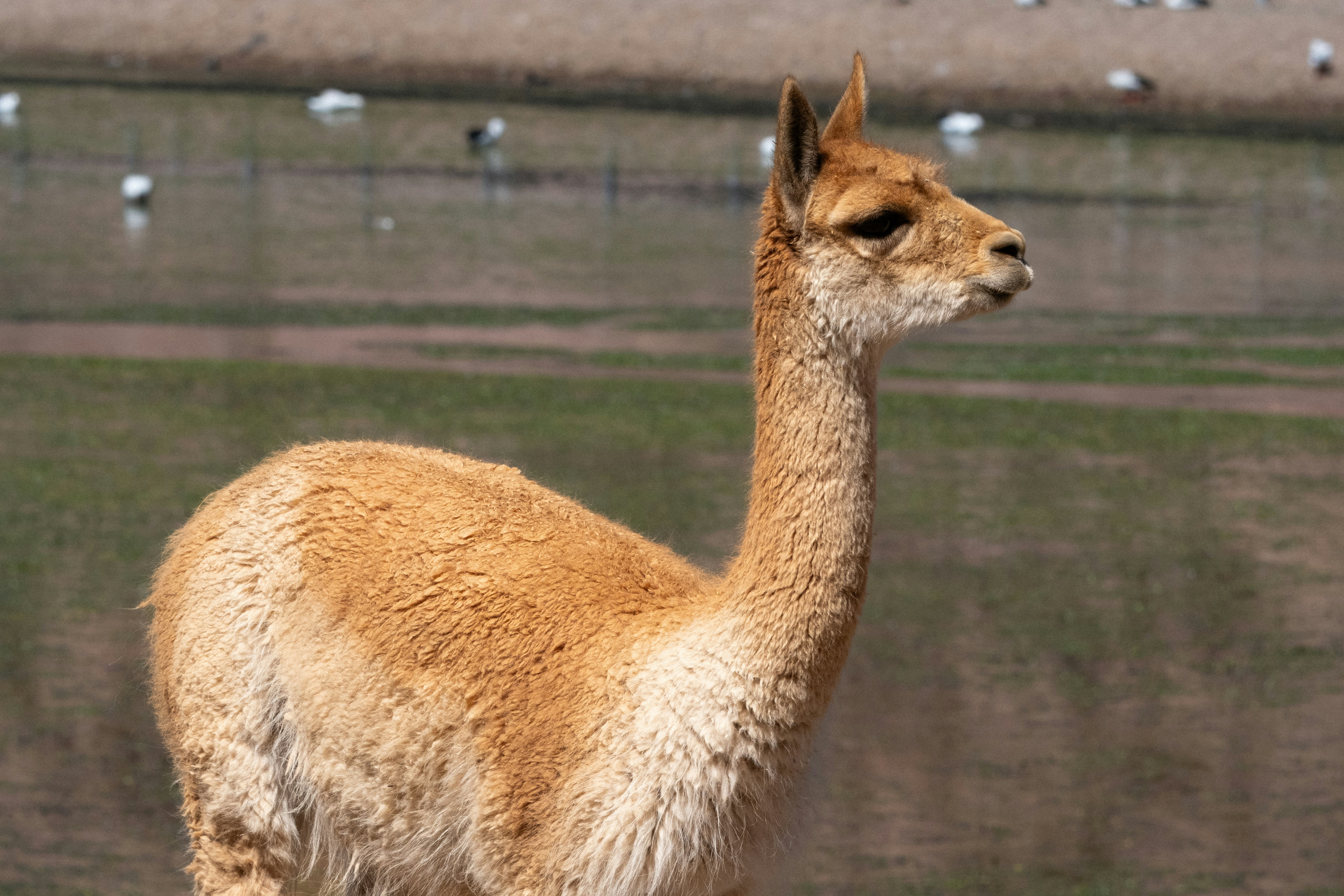 A vicuña stands in front of a lake.