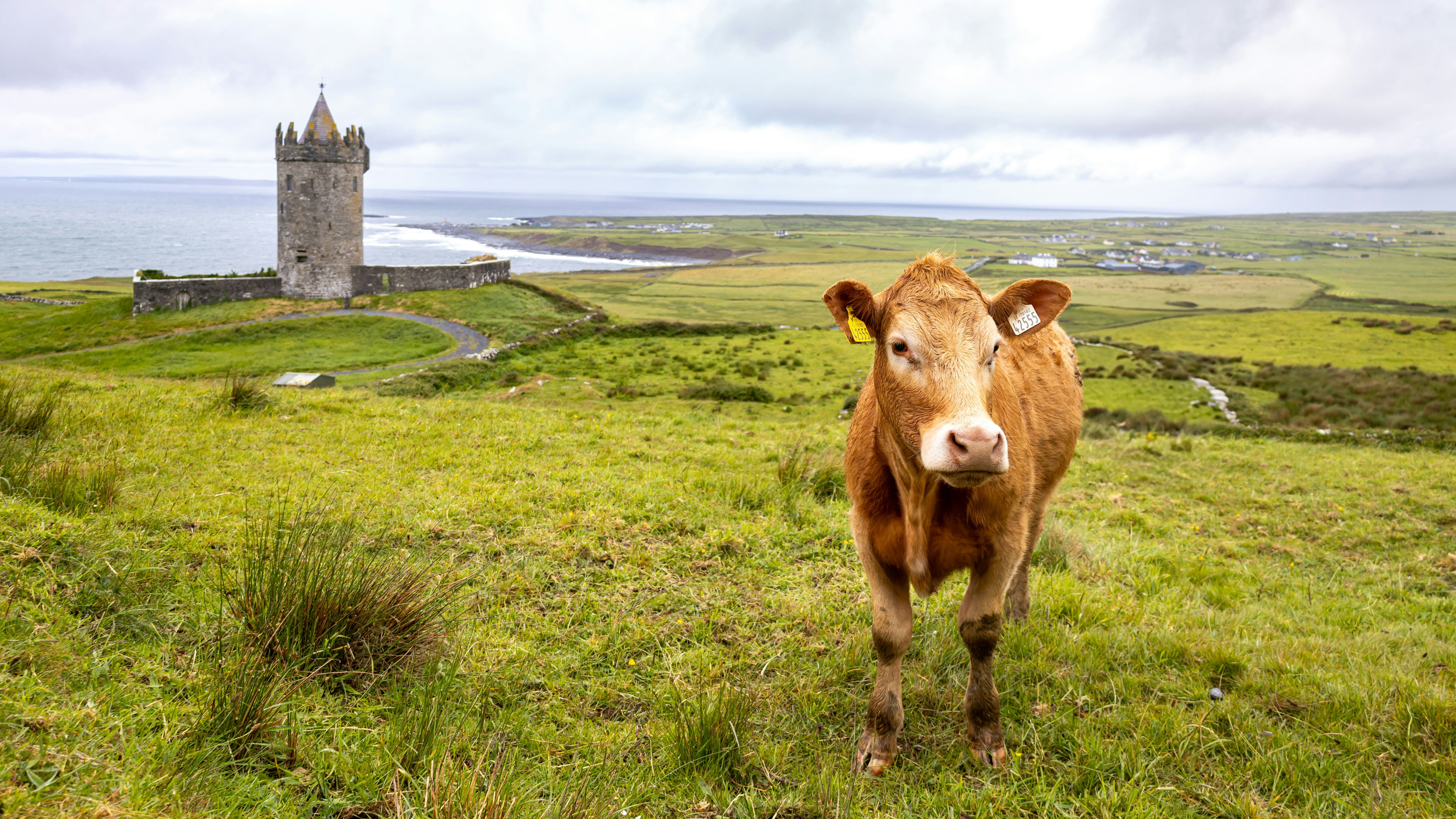 A cow stands in a field by a tower.