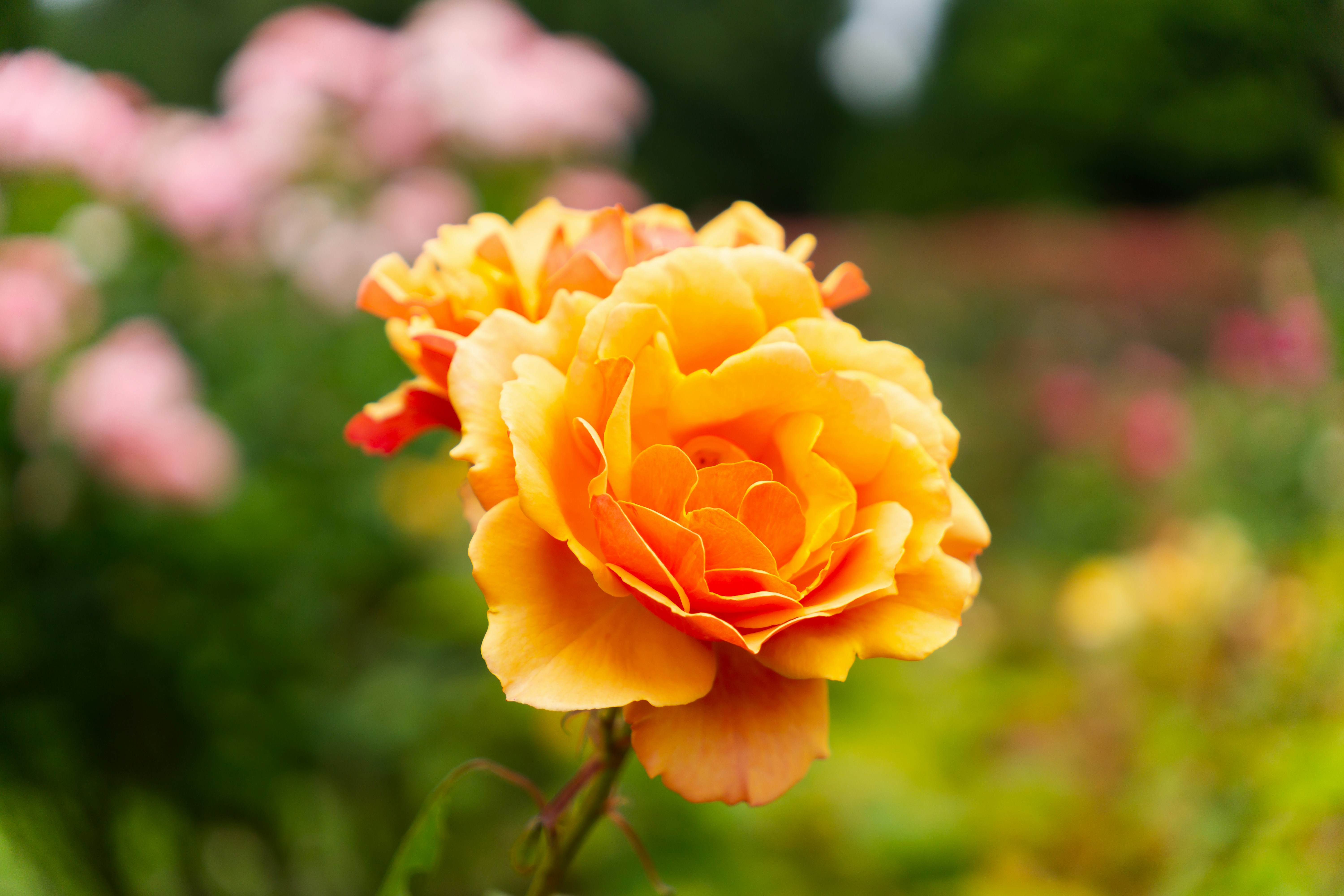 Photo by computergeek347