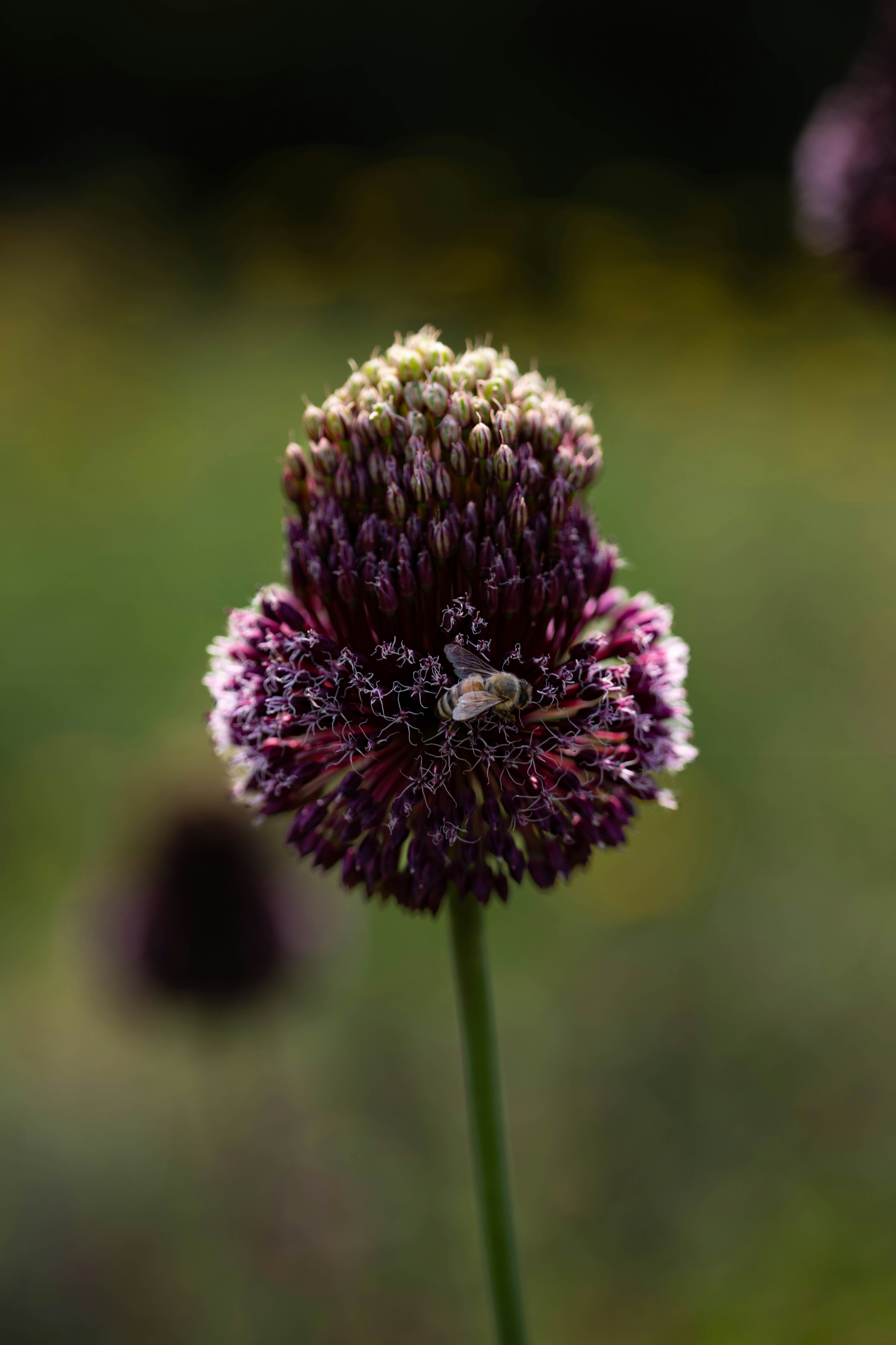 Photo by hdbernd