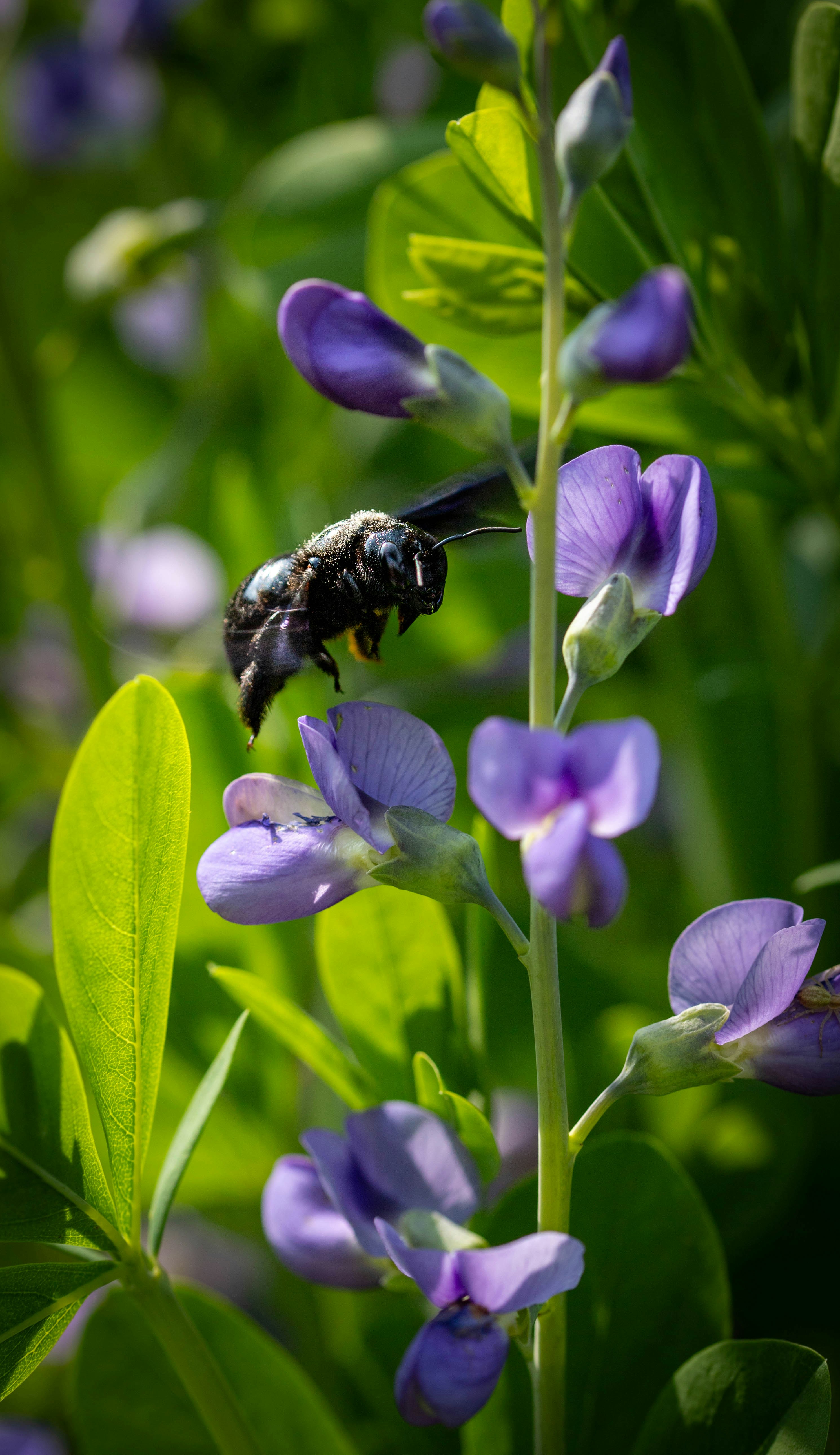 A bee hovers near beautiful purple flowers. photo – Free Flower Image on  Unsplash, image size:3000x5195