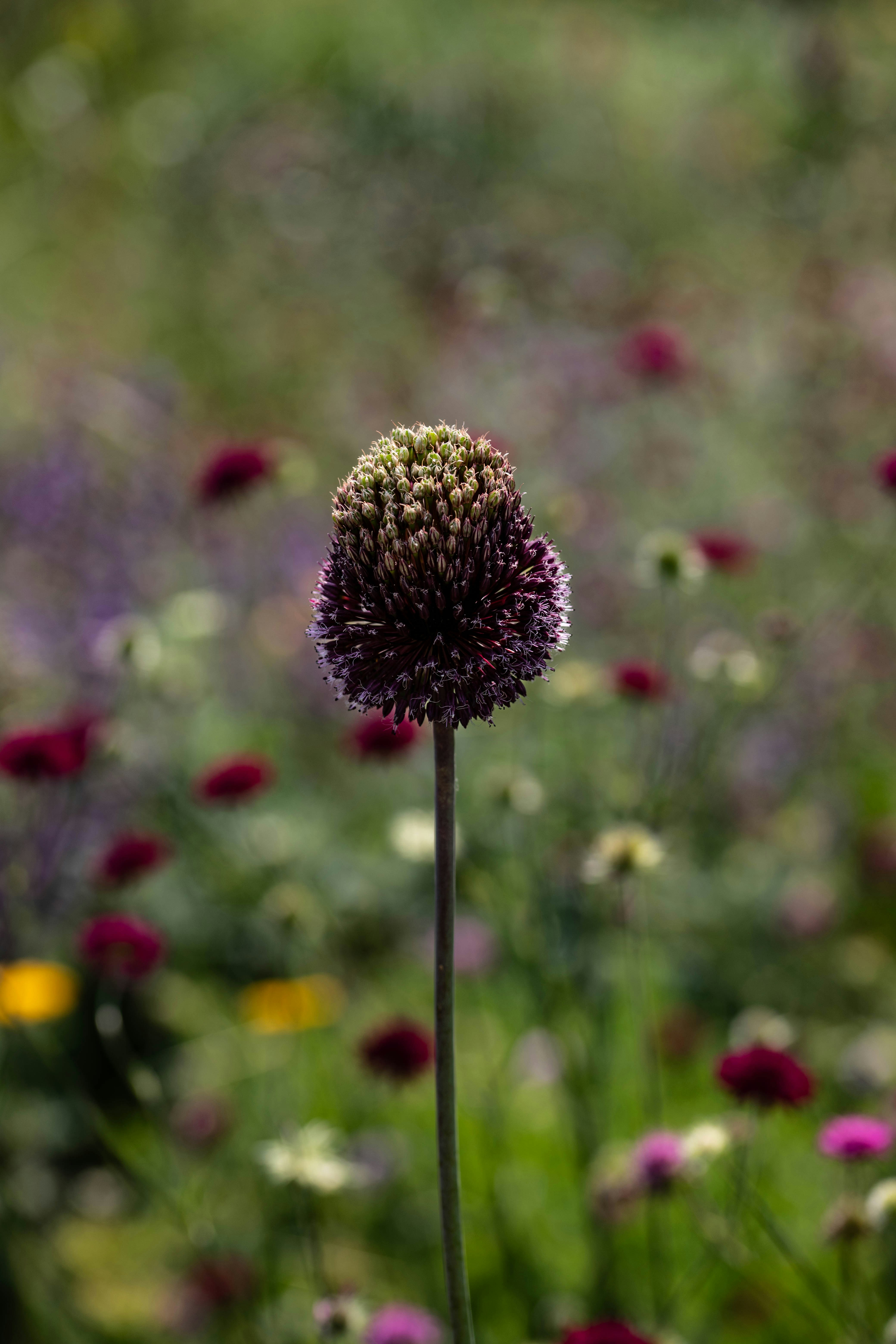 Photo by hdbernd