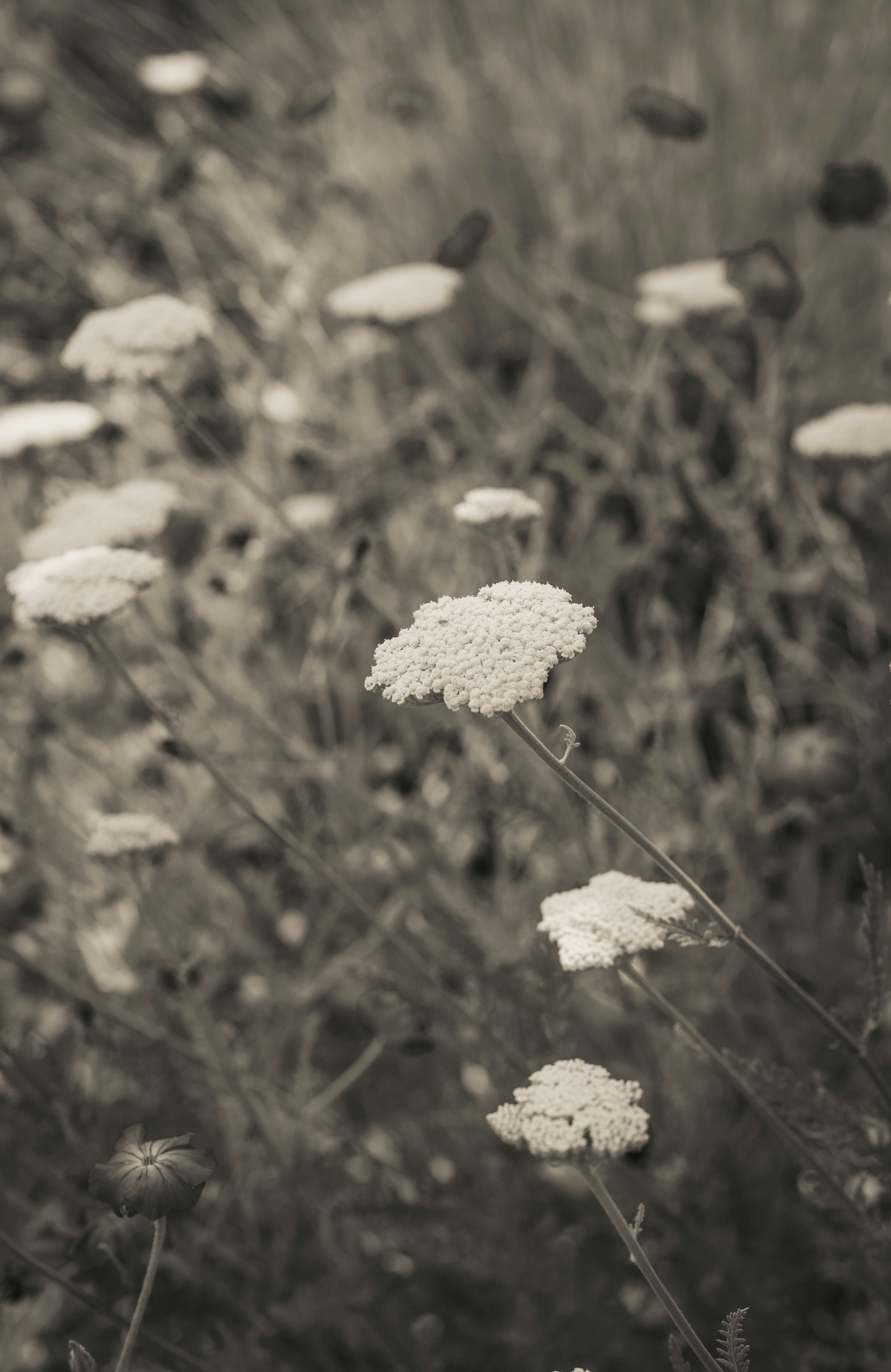 Photo by hdbernd
