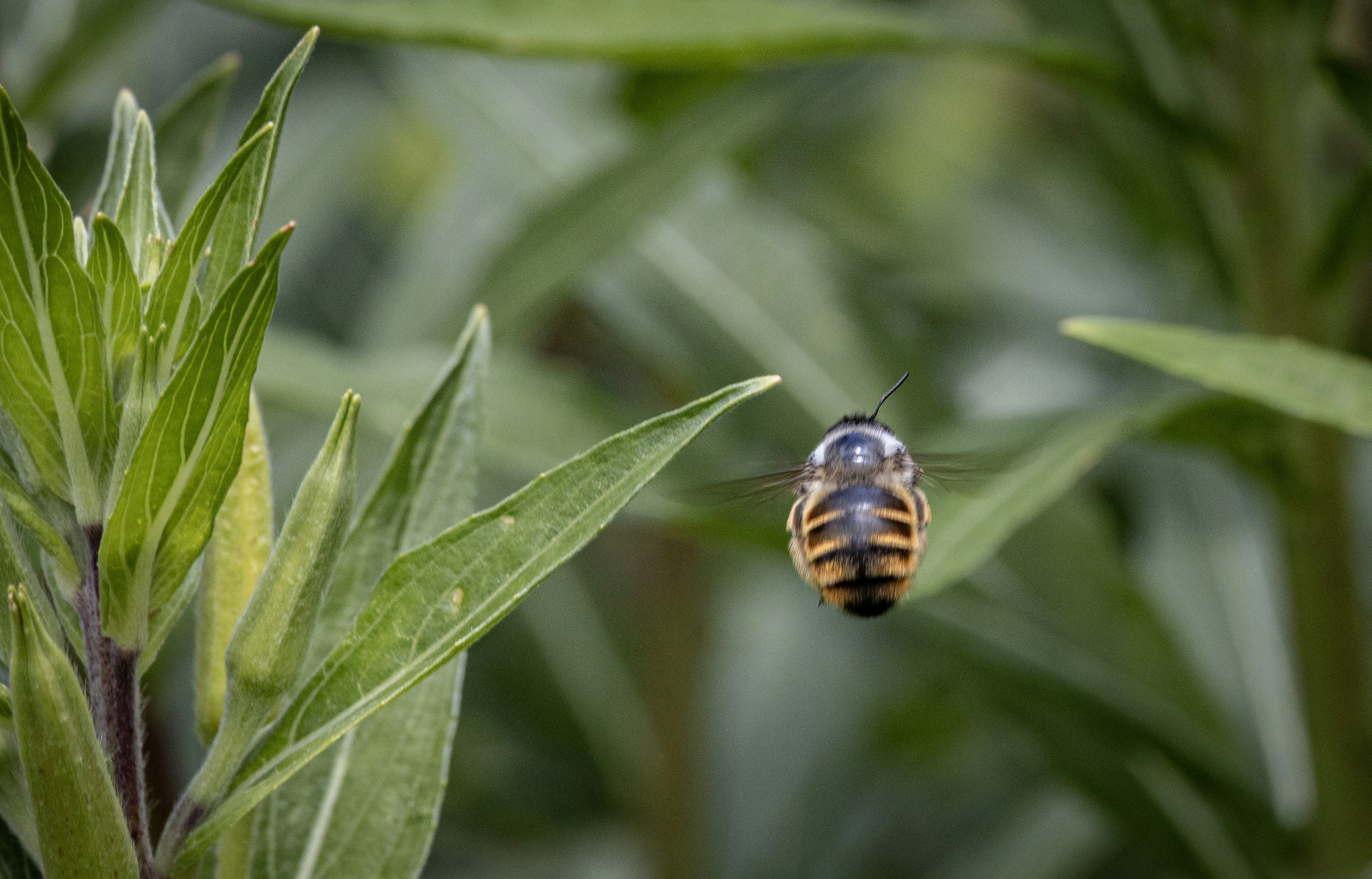A bee flies away among green leaves.