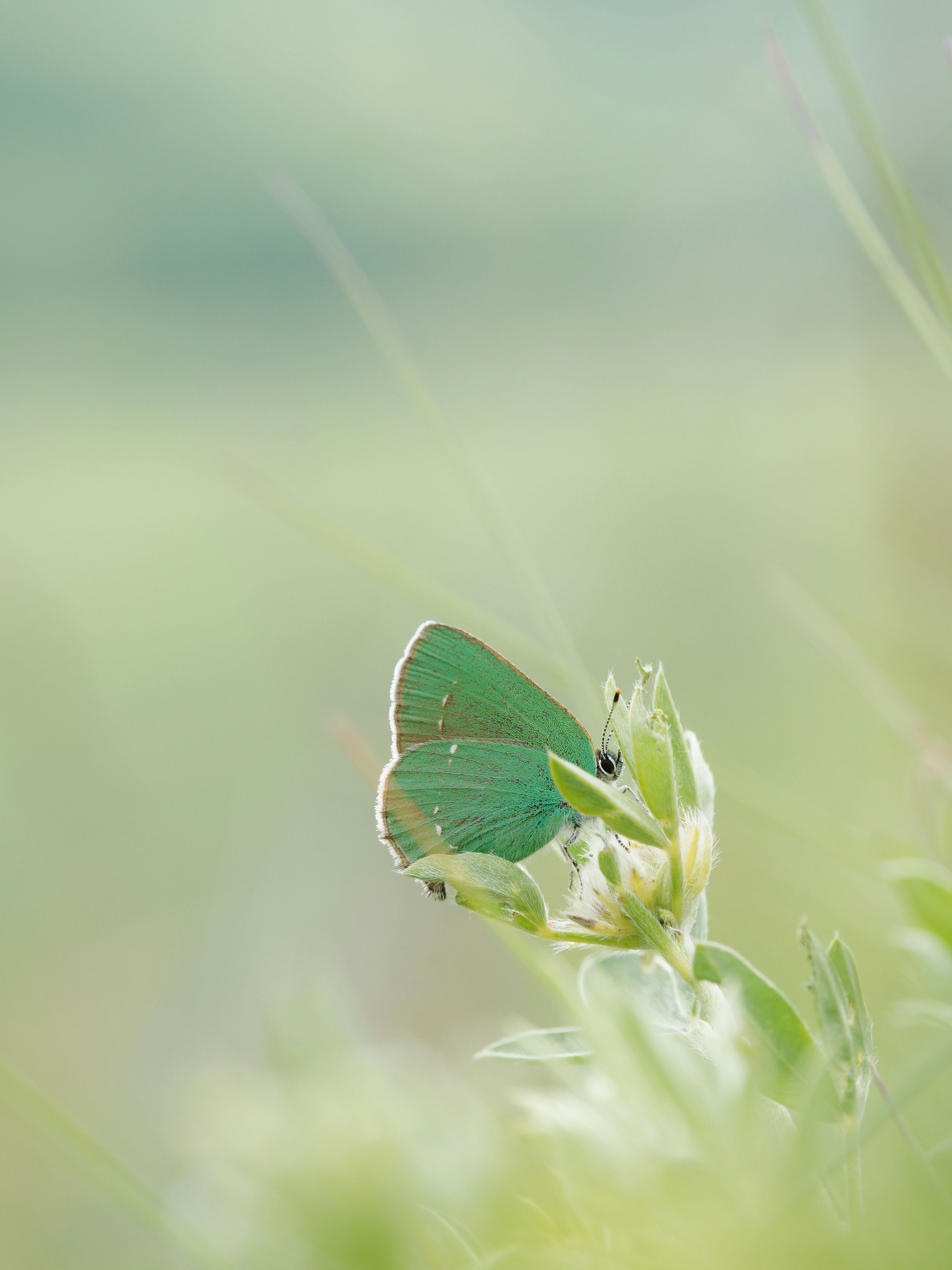 Photo by illes_cristi