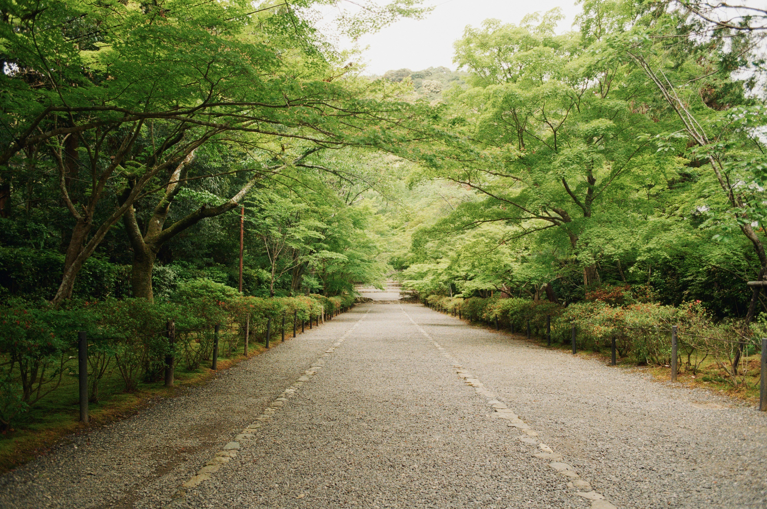 A peaceful stone pathway through green Kyoto forest