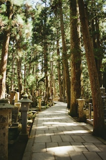 Stone pathway through a forest cemetery.