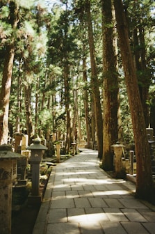 Stone pathway through a forest cemetery.