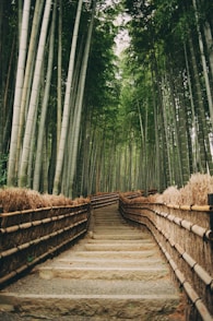 A stone staircase winds through a dense bamboo forest.
