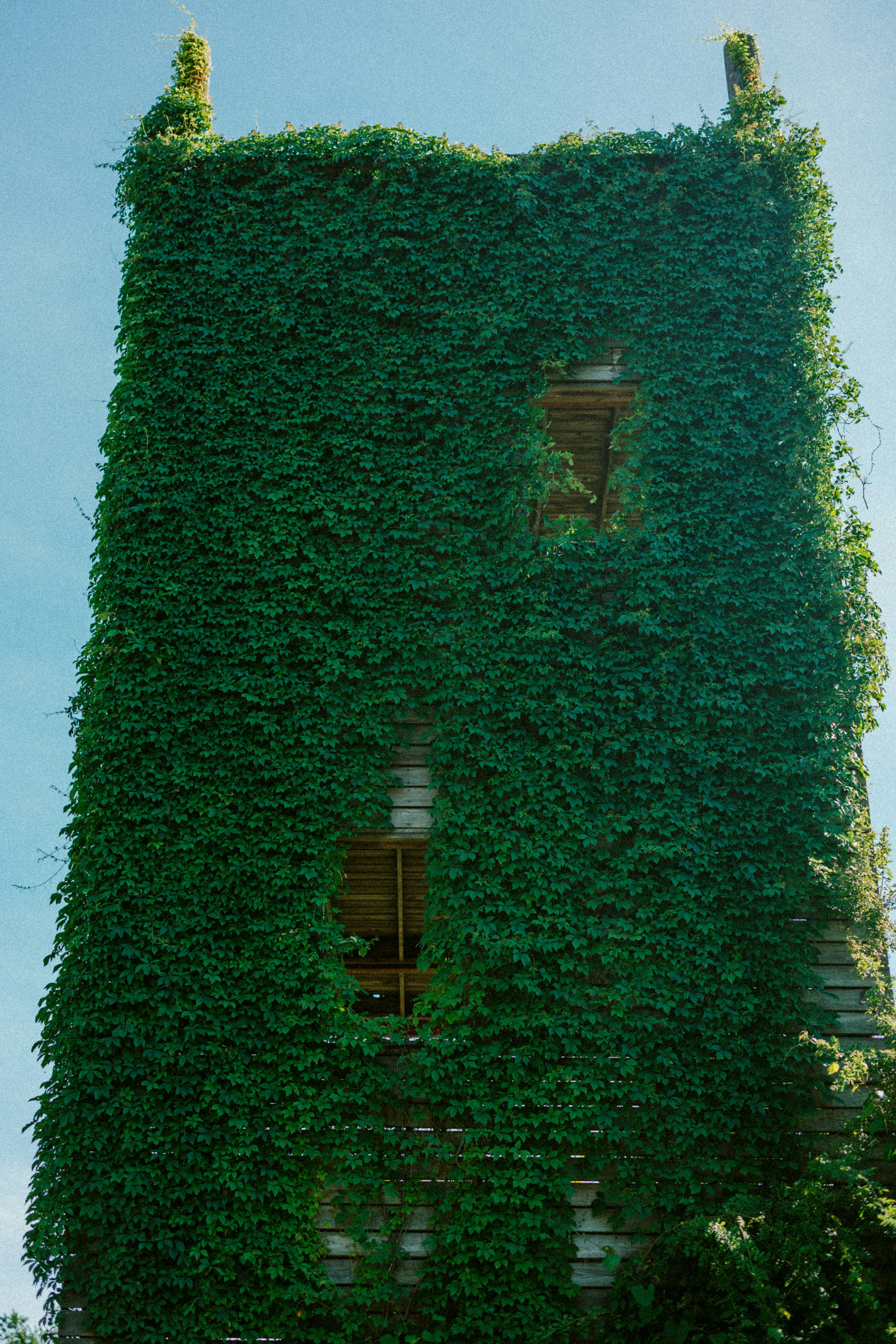 A tall tower is covered completely in green vines.