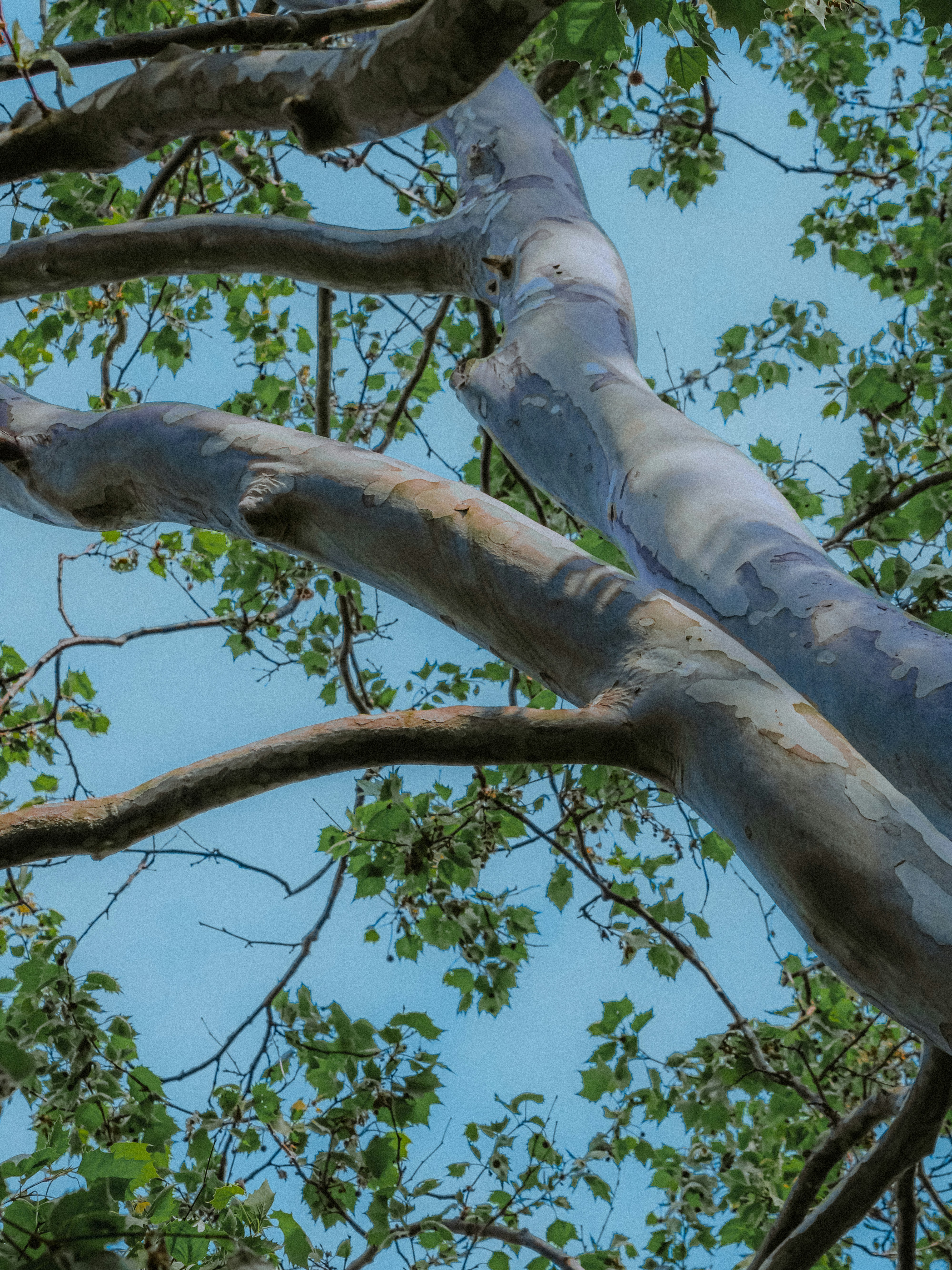 Photo by linusbelanger