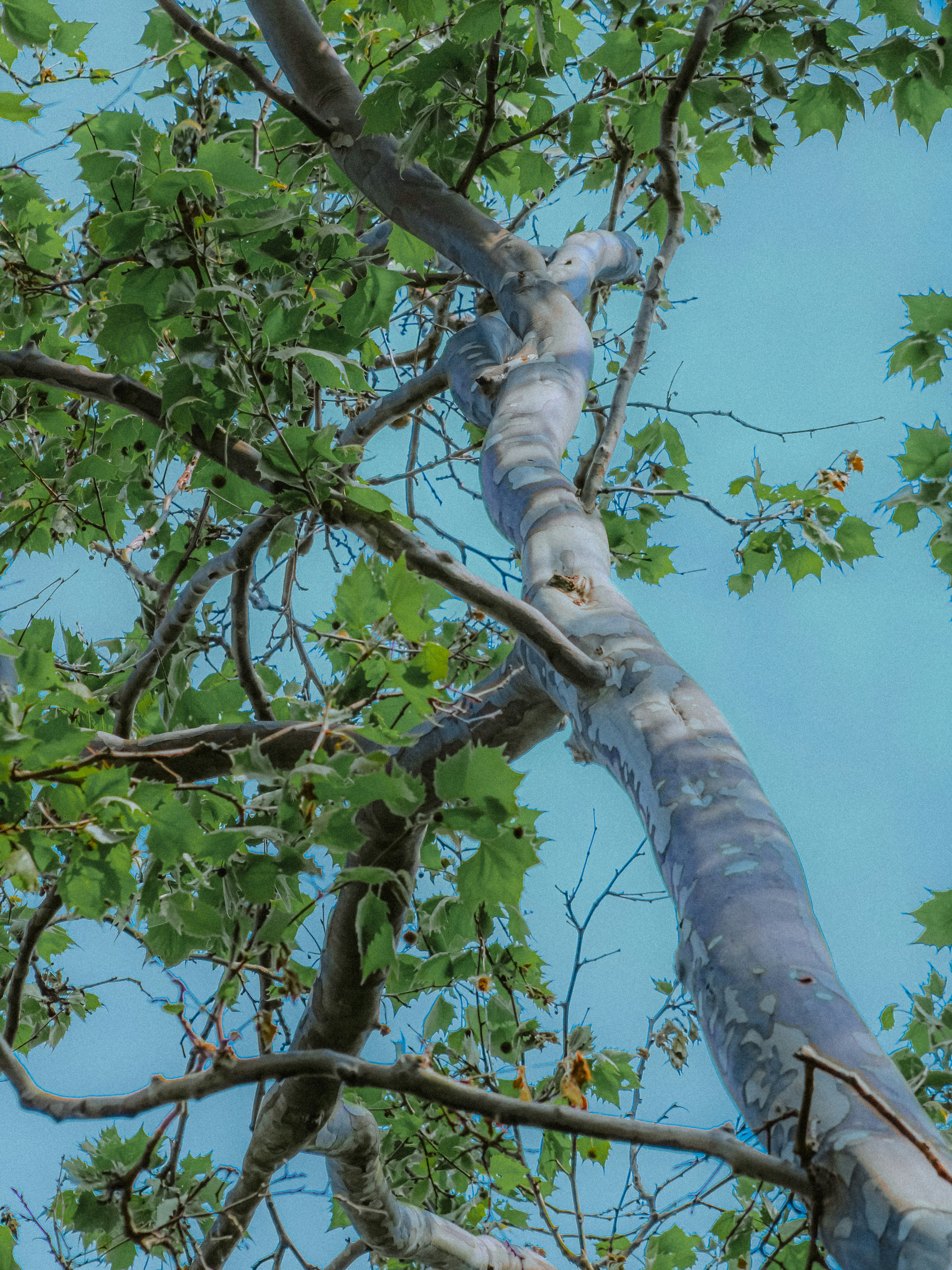 Photo by linusbelanger