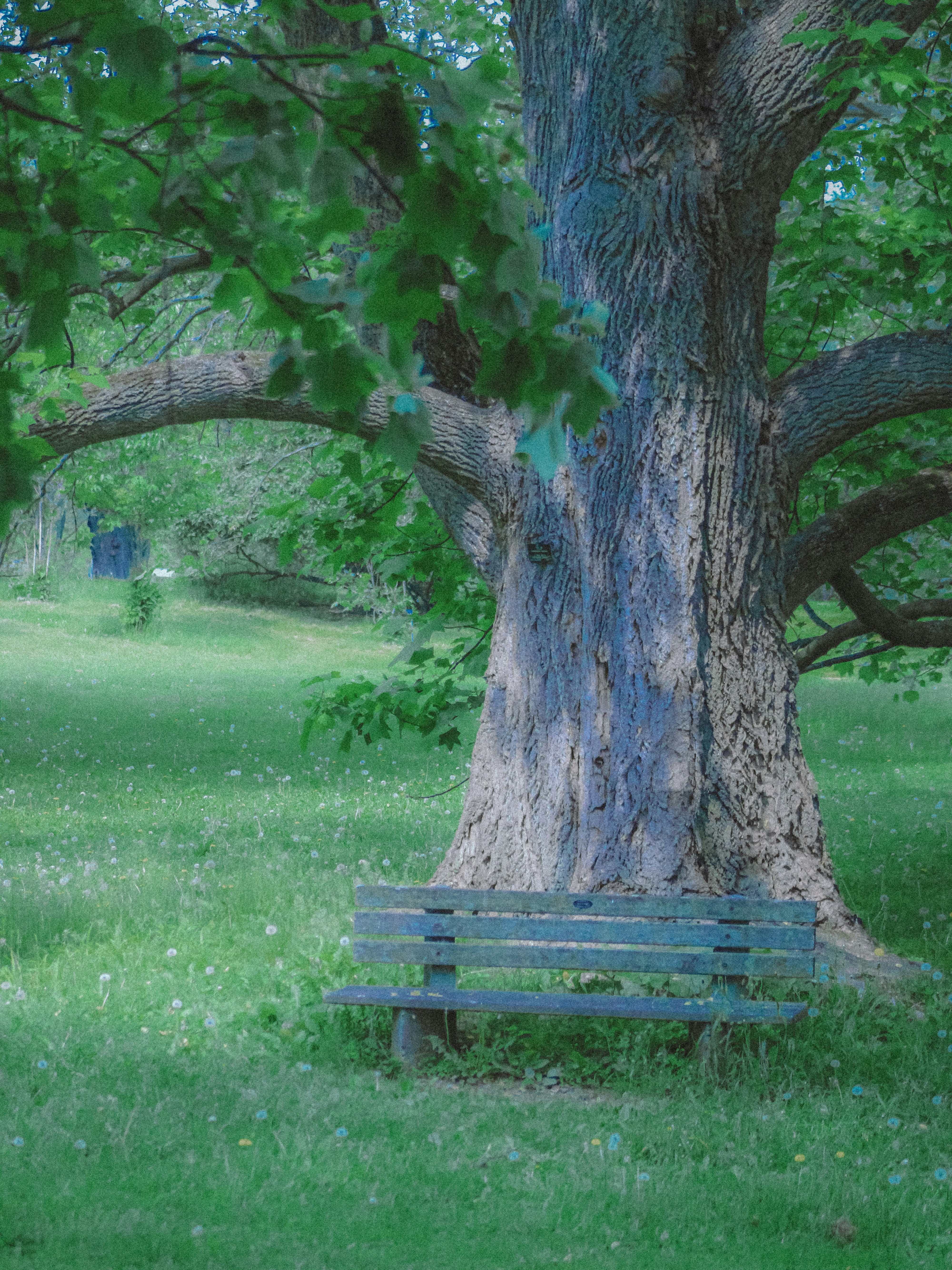 Photo by linusbelanger