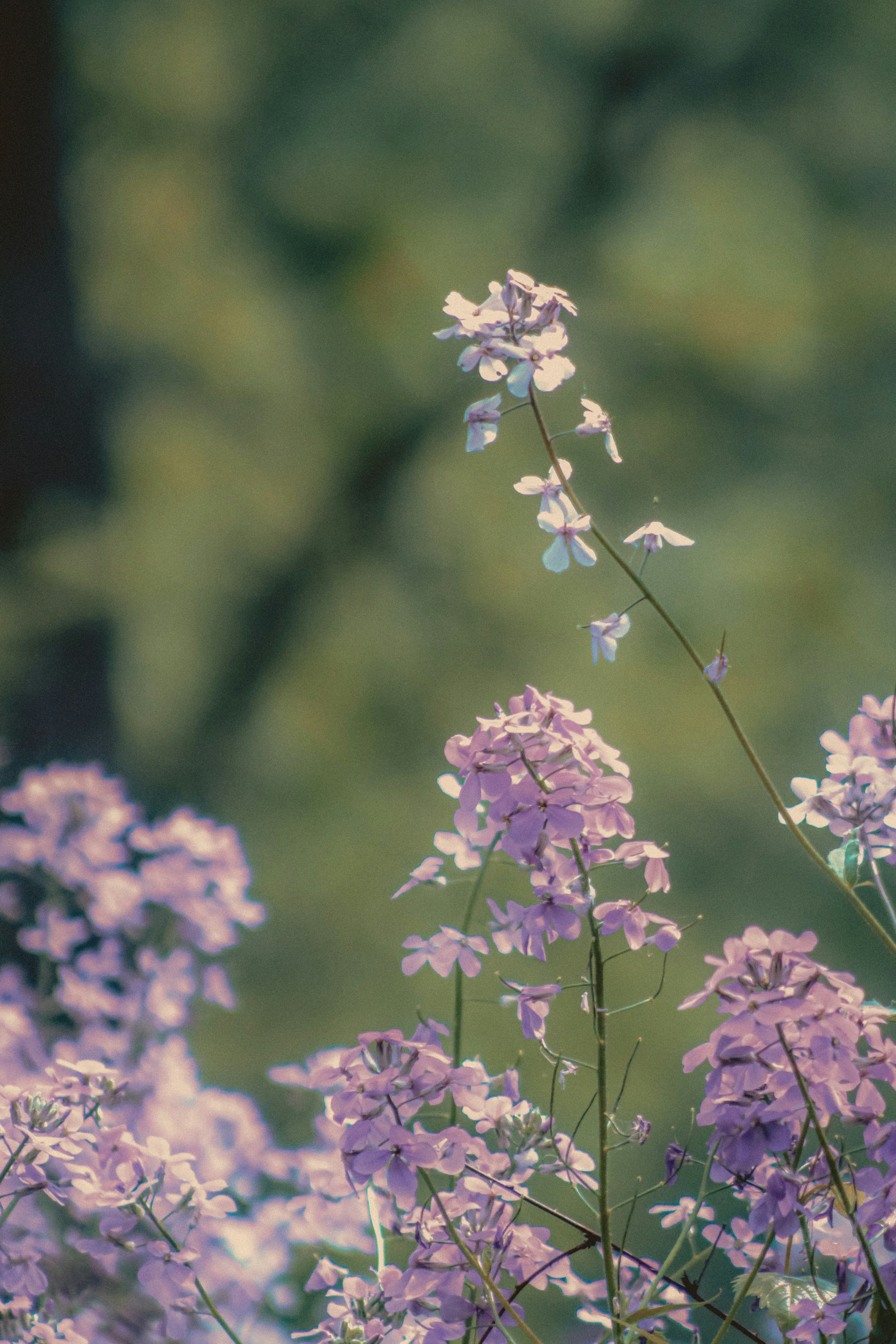 Photo by linusbelanger