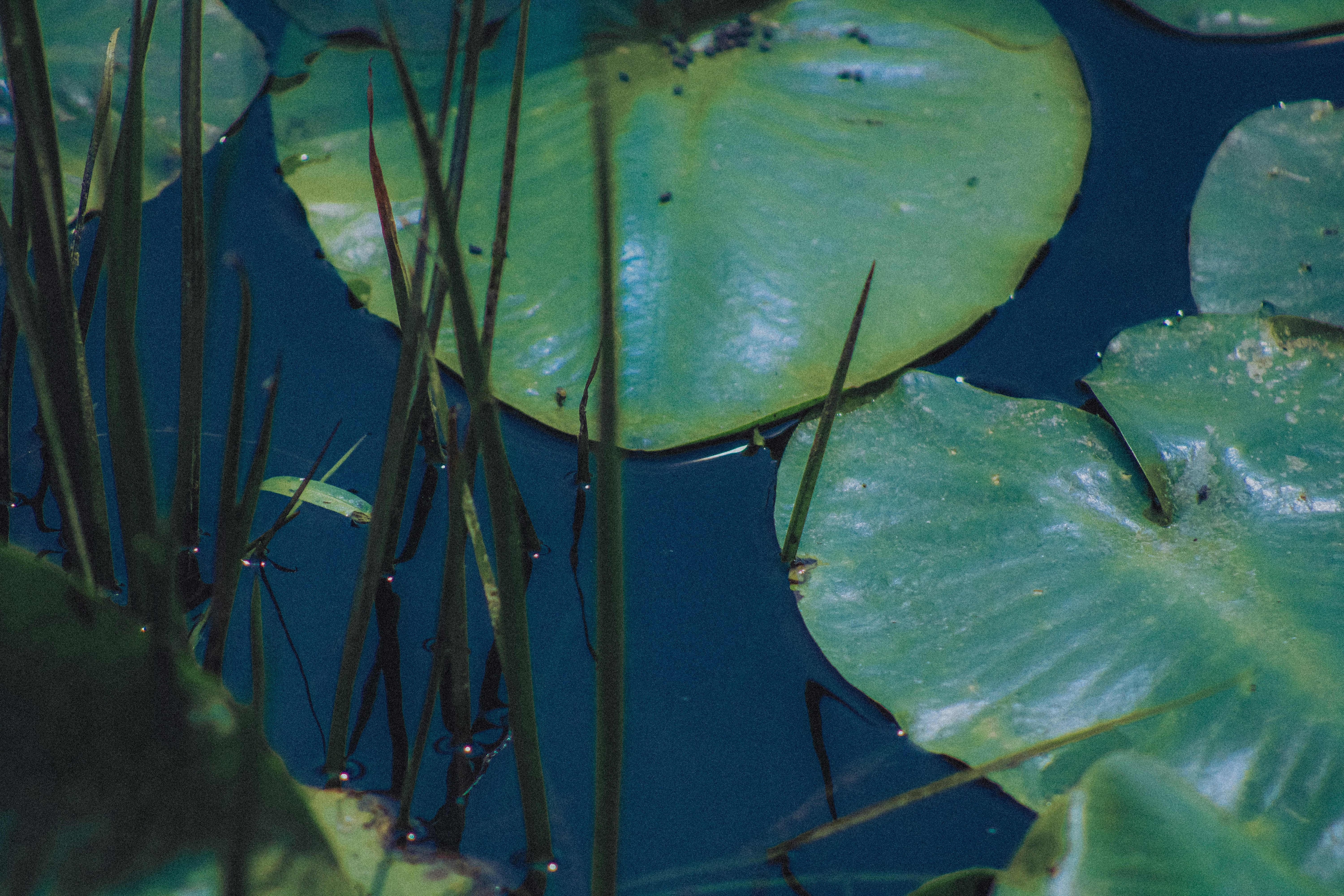 Photo by linusbelanger