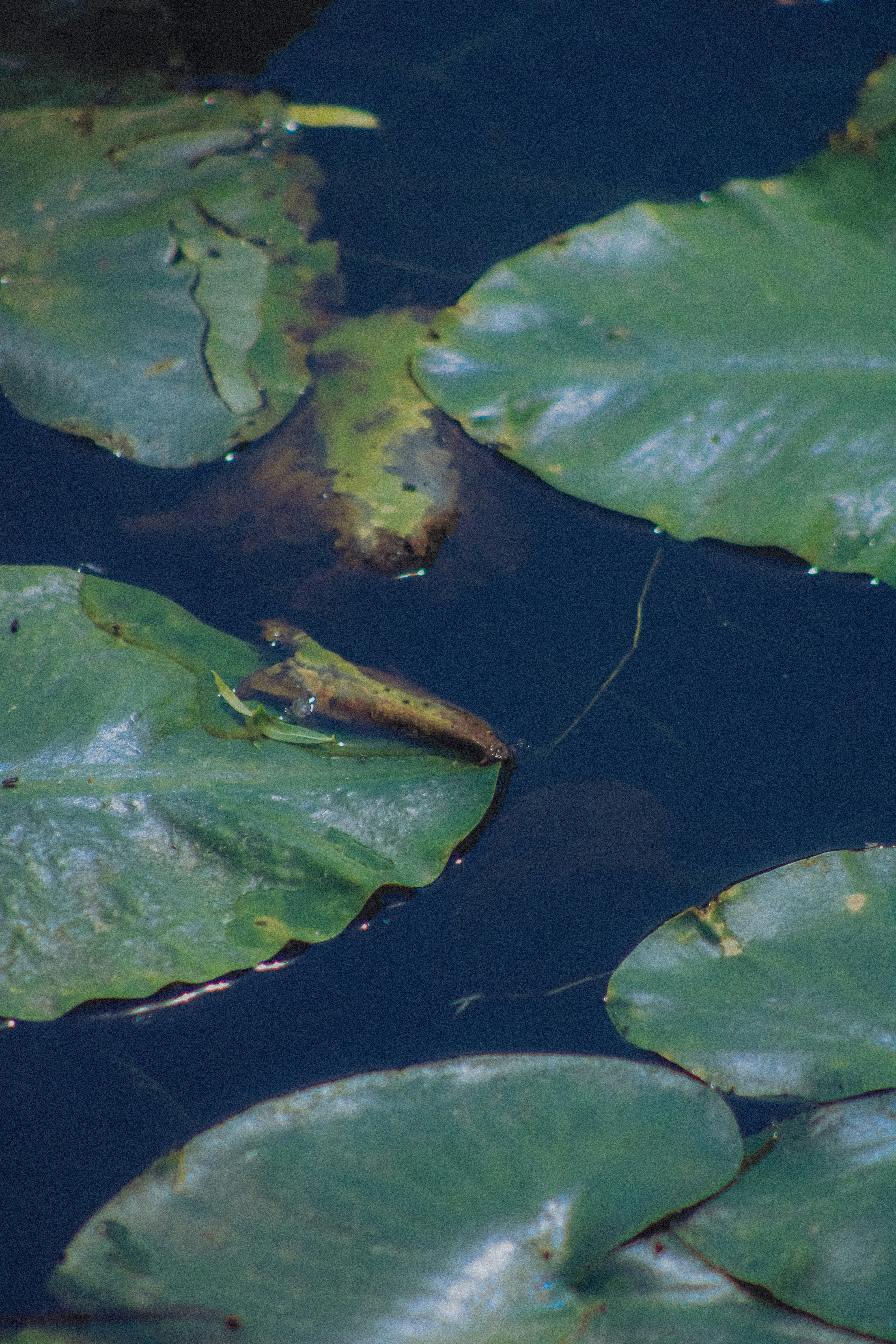 Photo by linusbelanger