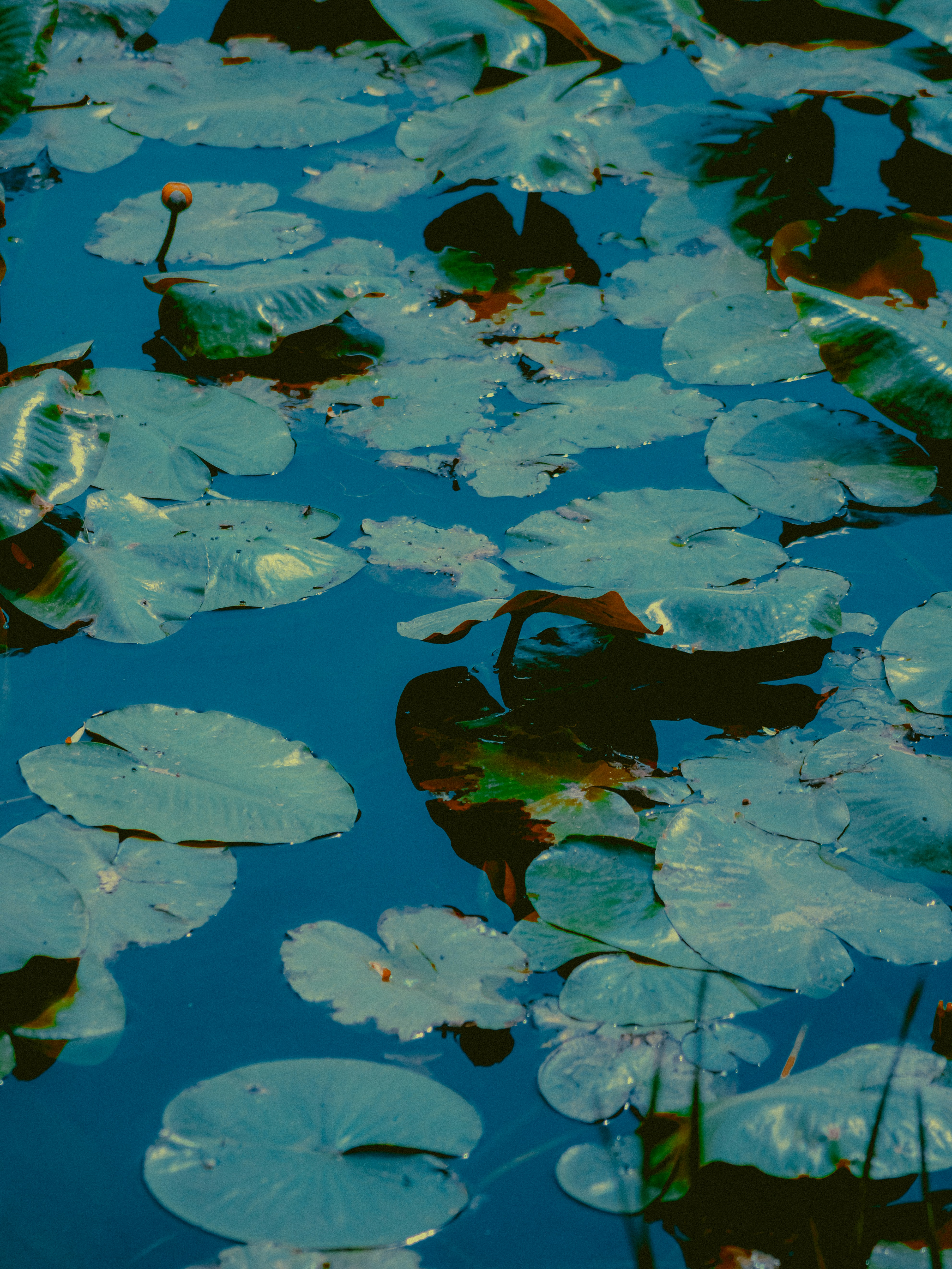 Photo by linusbelanger