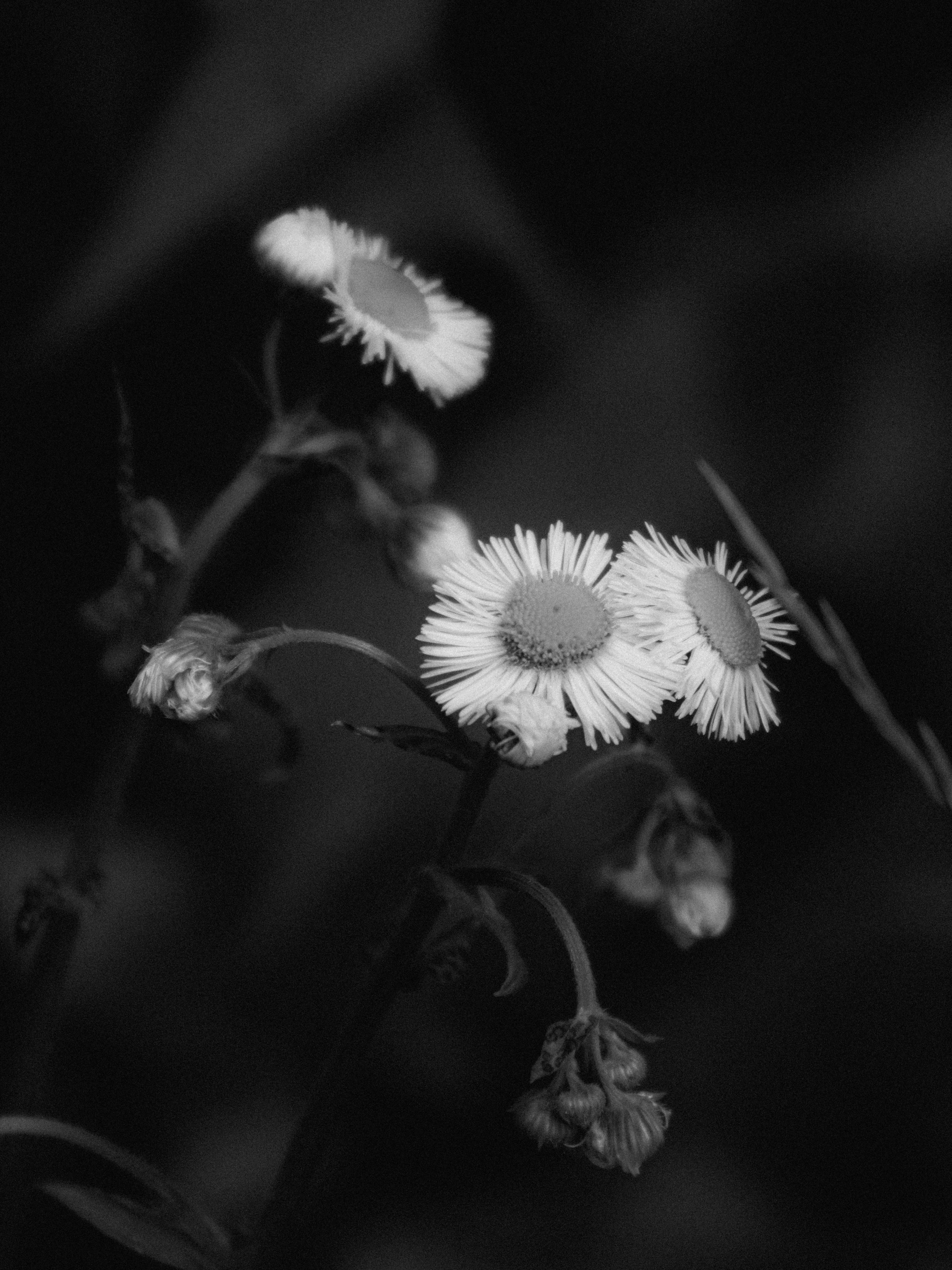 Photo by linusbelanger