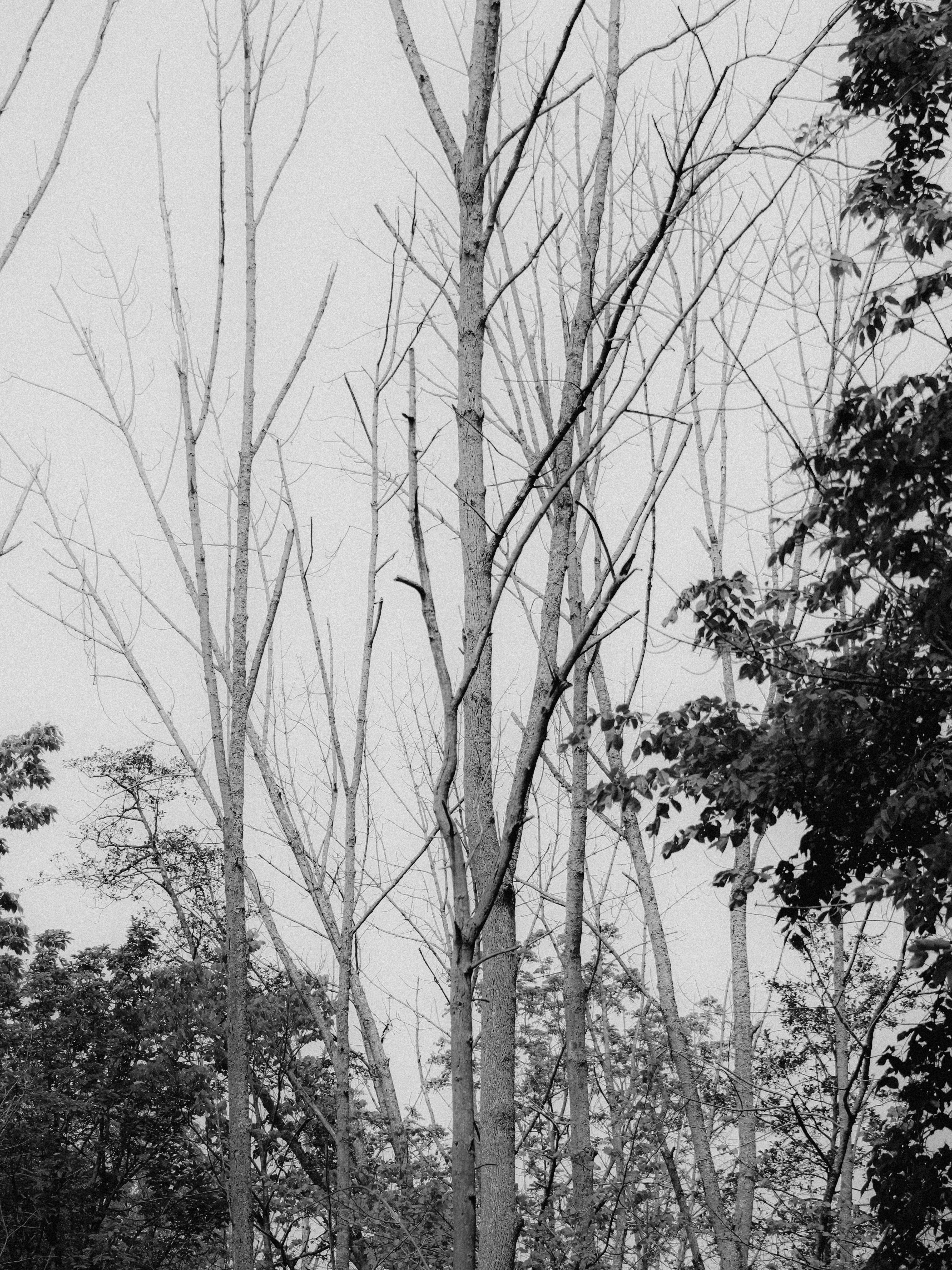 Photo by linusbelanger