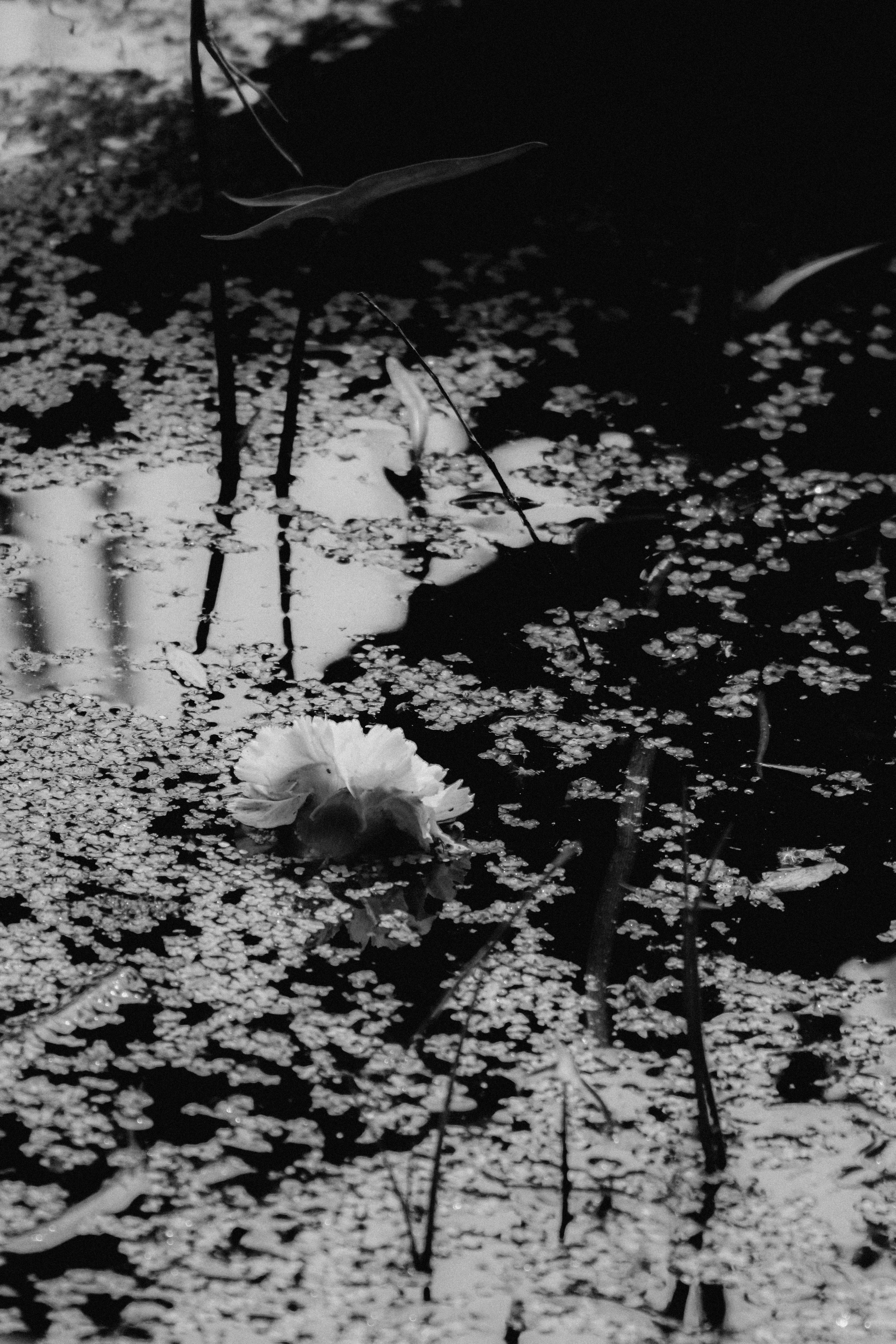 Photo by linusbelanger